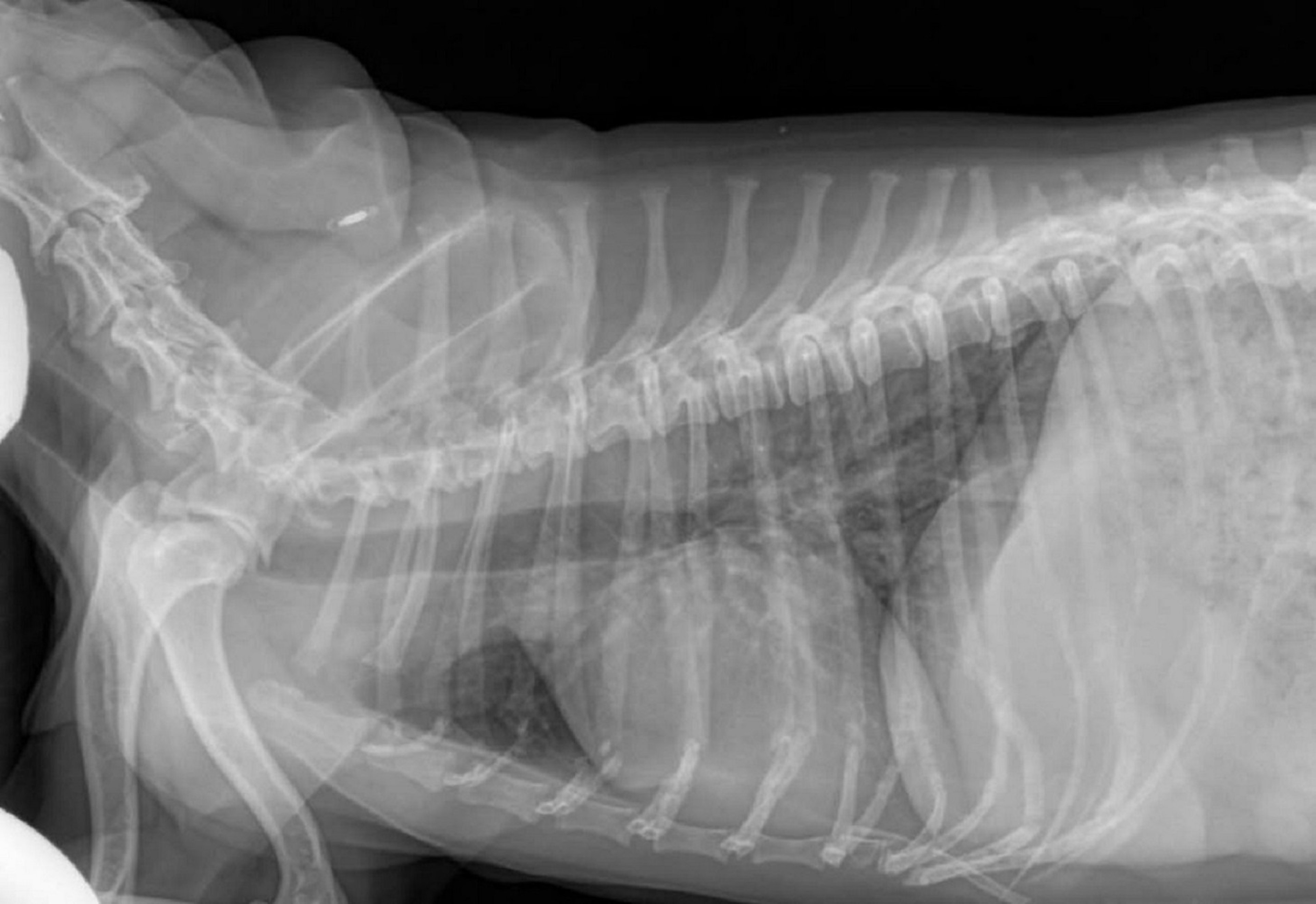 Radiografía lateral derecha, perro normal con tórax plano