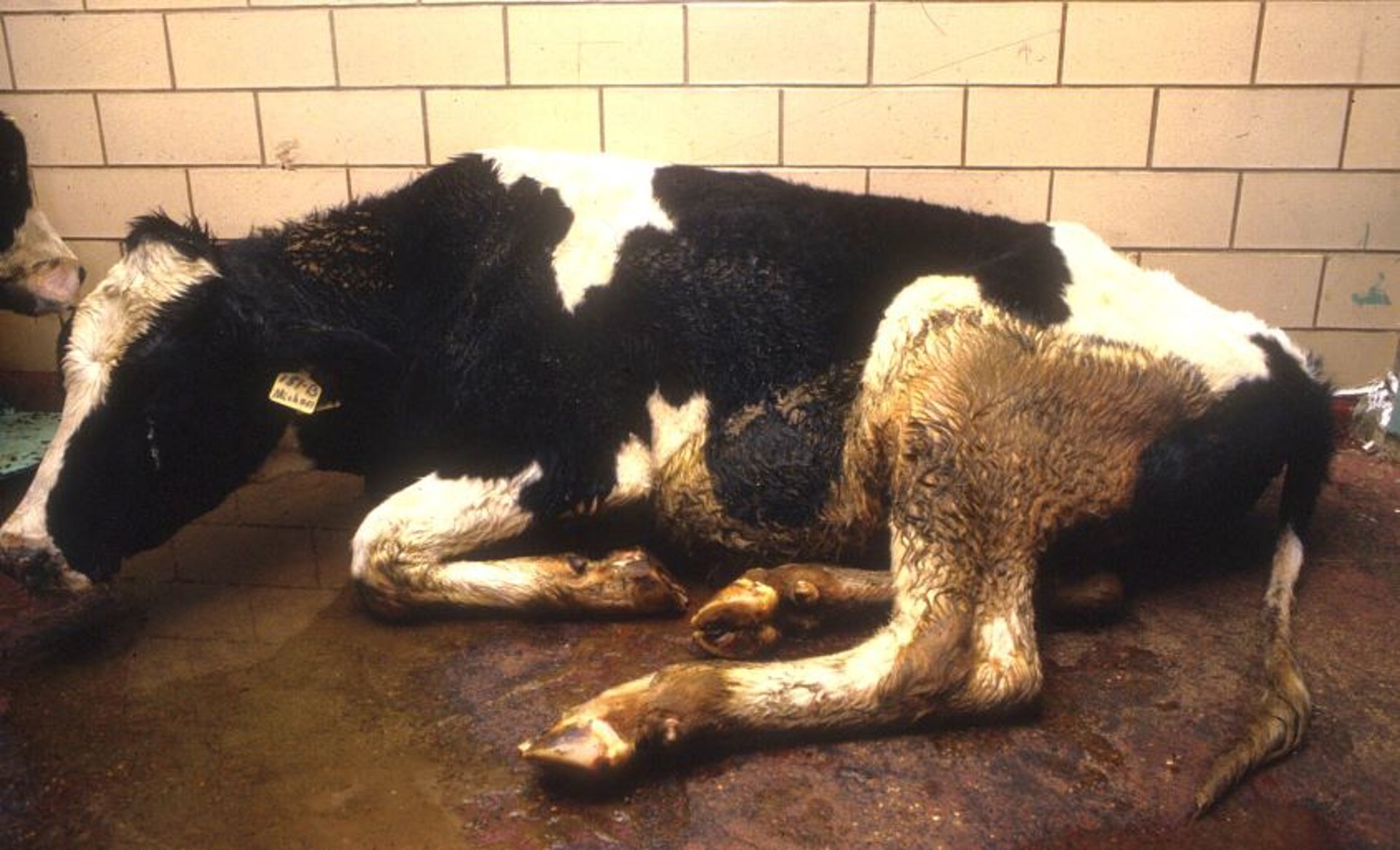 Rinderpest, four D clinical signs, cow