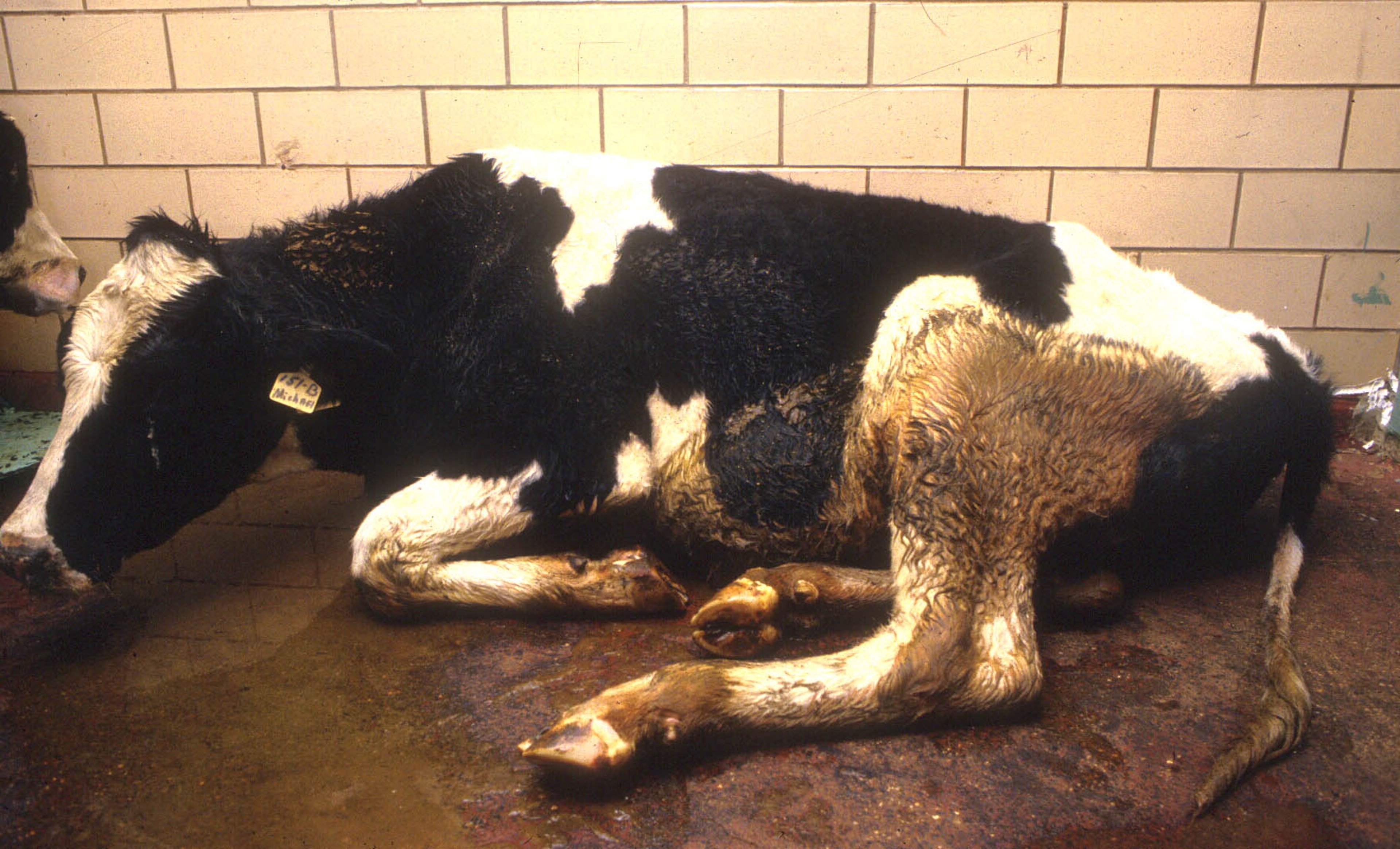 Virus de la peste bovina, vaca