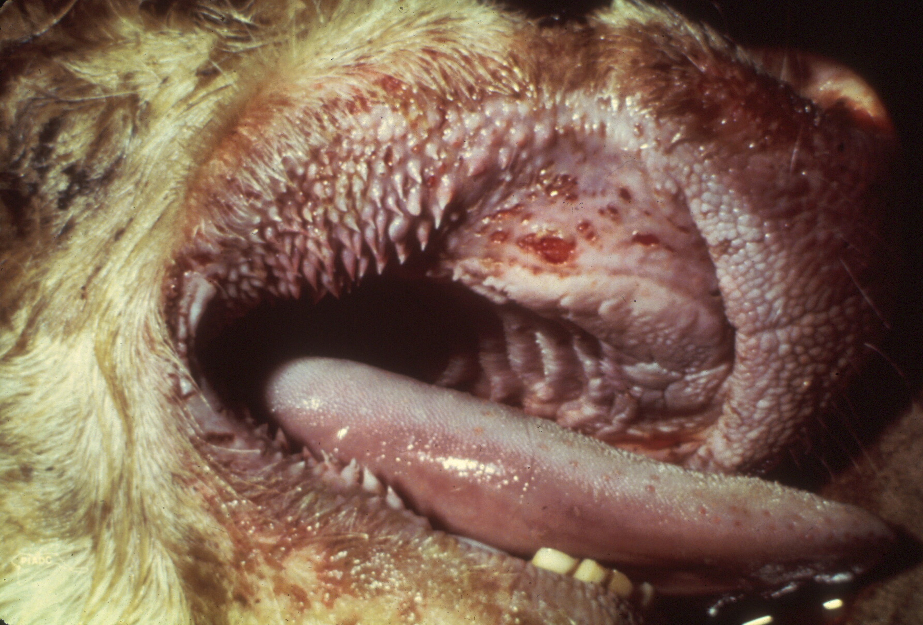 Virus de la peste bovina, lesiones orales, vaca