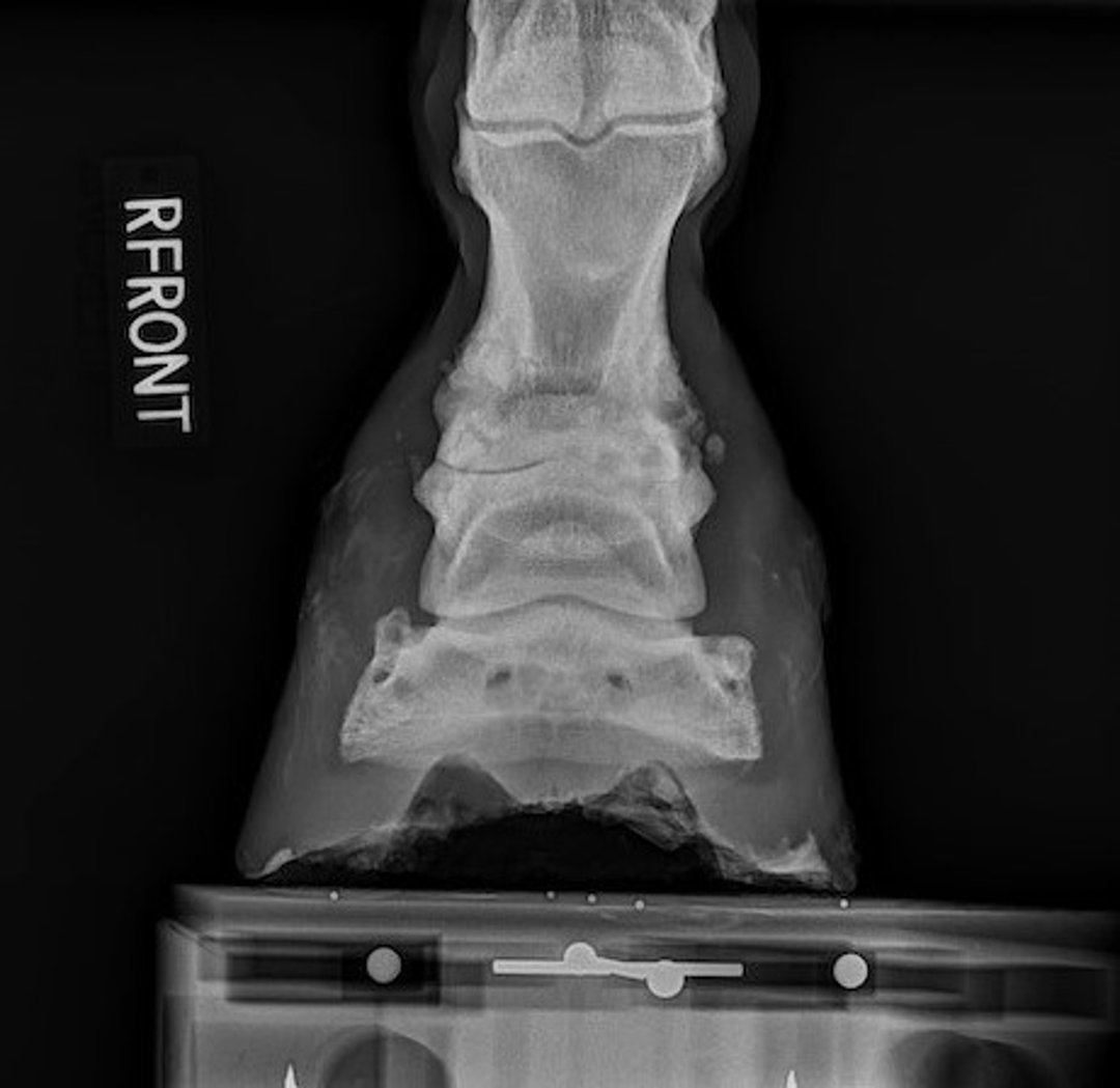 Osteoartrite da quartela (ringbone), radiografia, cavalo