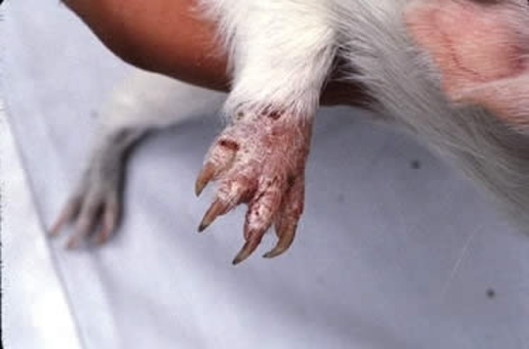 Ringworm (<i >Trichophyton</i>), guinea pig