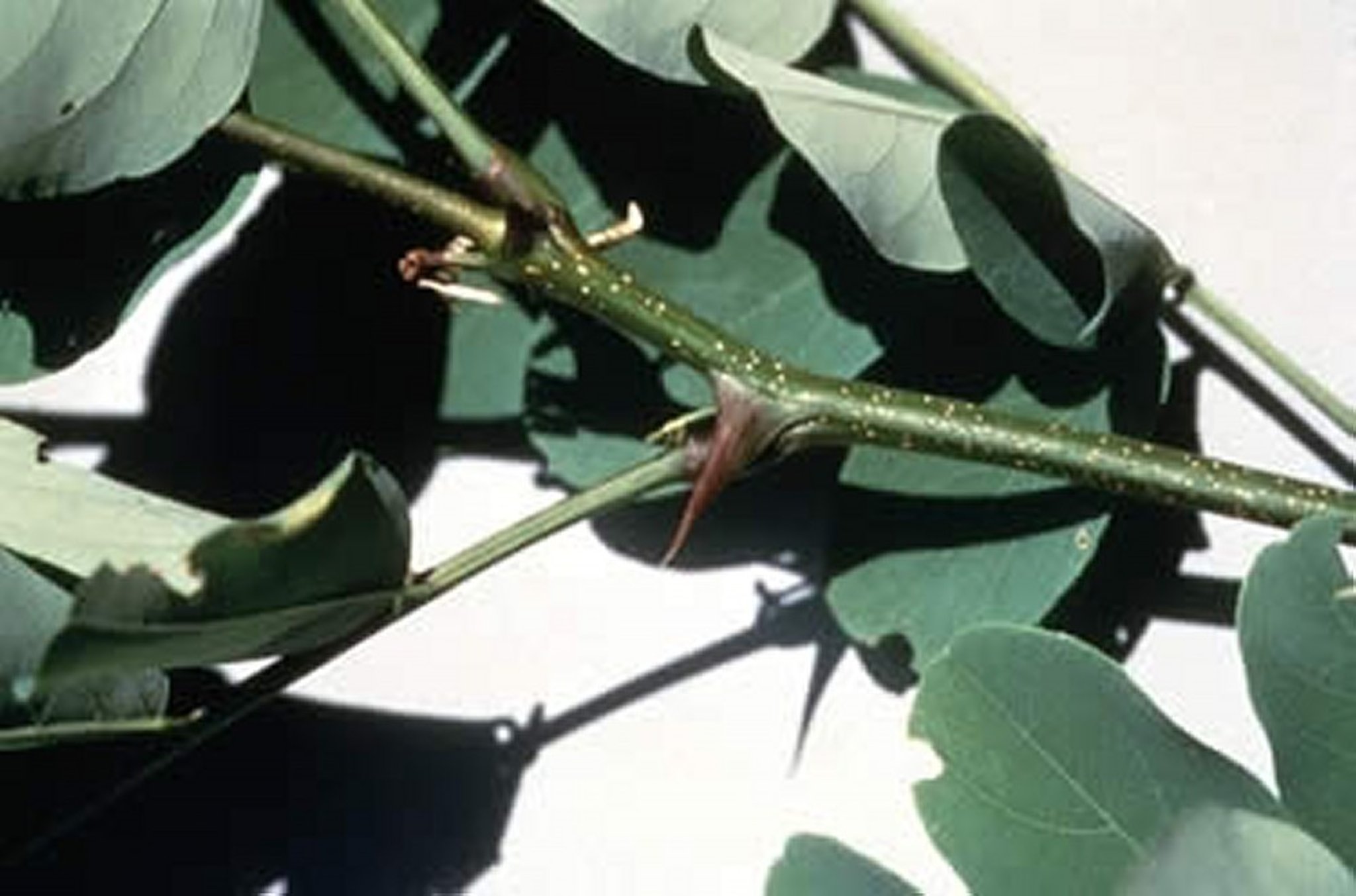 <i >Robinia pseudoacacia</i> (Black Locust, False Acacia, Locust Tree), branch