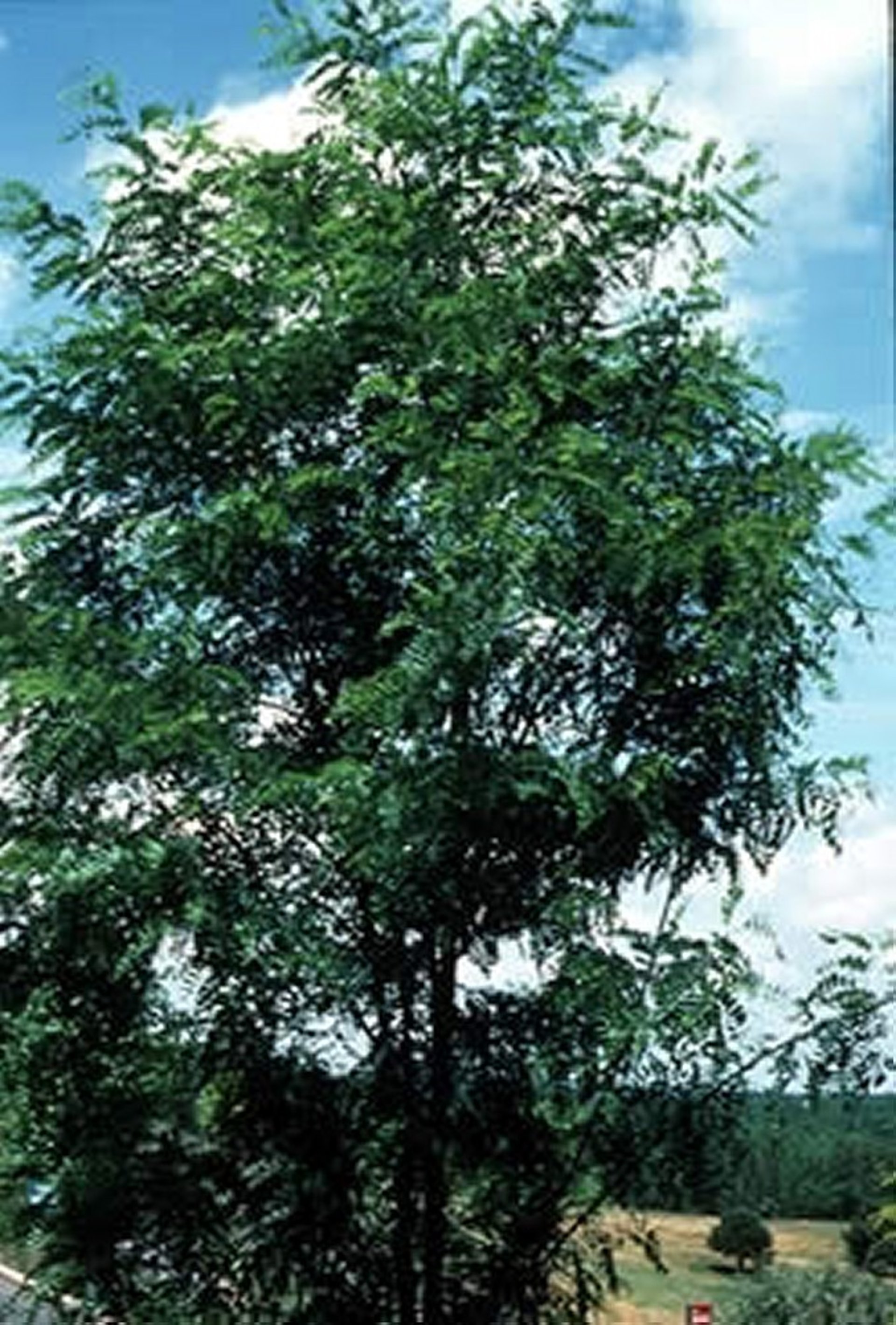 <i >Robinia pseudoacacia</i> (Black Locust, False Acacia, Locust Tree)