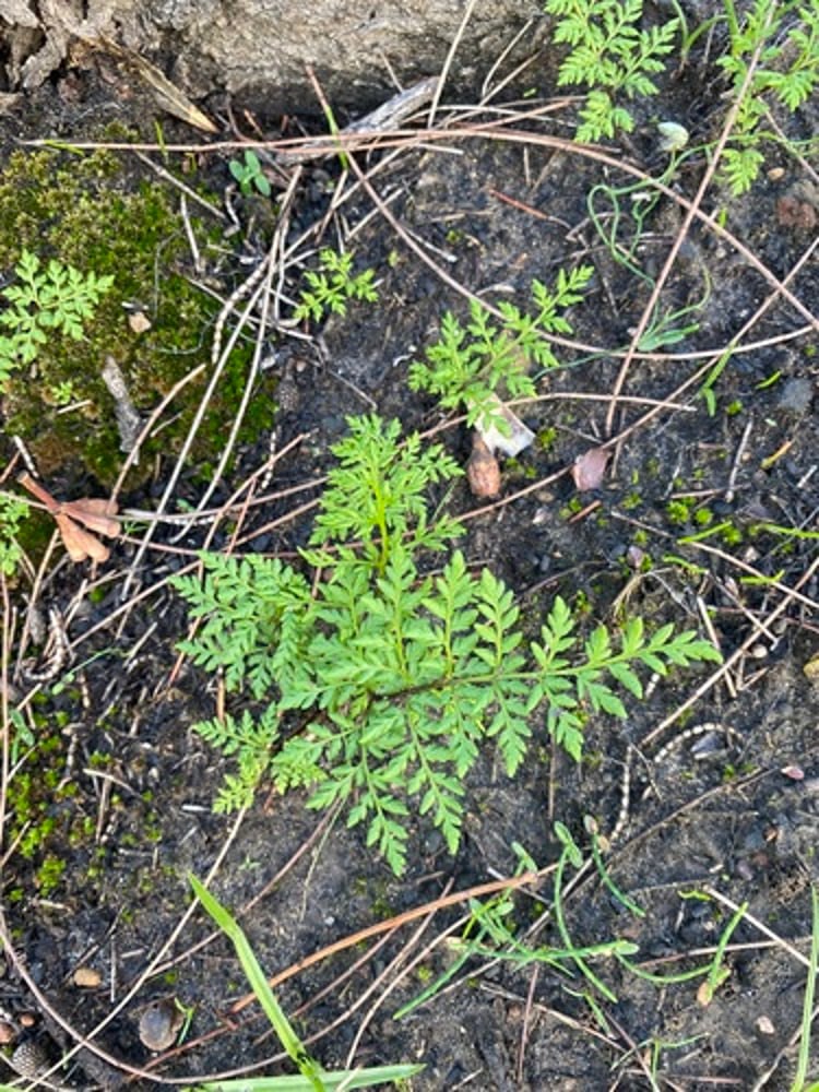 Rock fern (<i >Cheilanthes austrotenuifolia</i>)