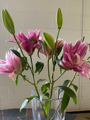 Rose lilies (Lilium spp)