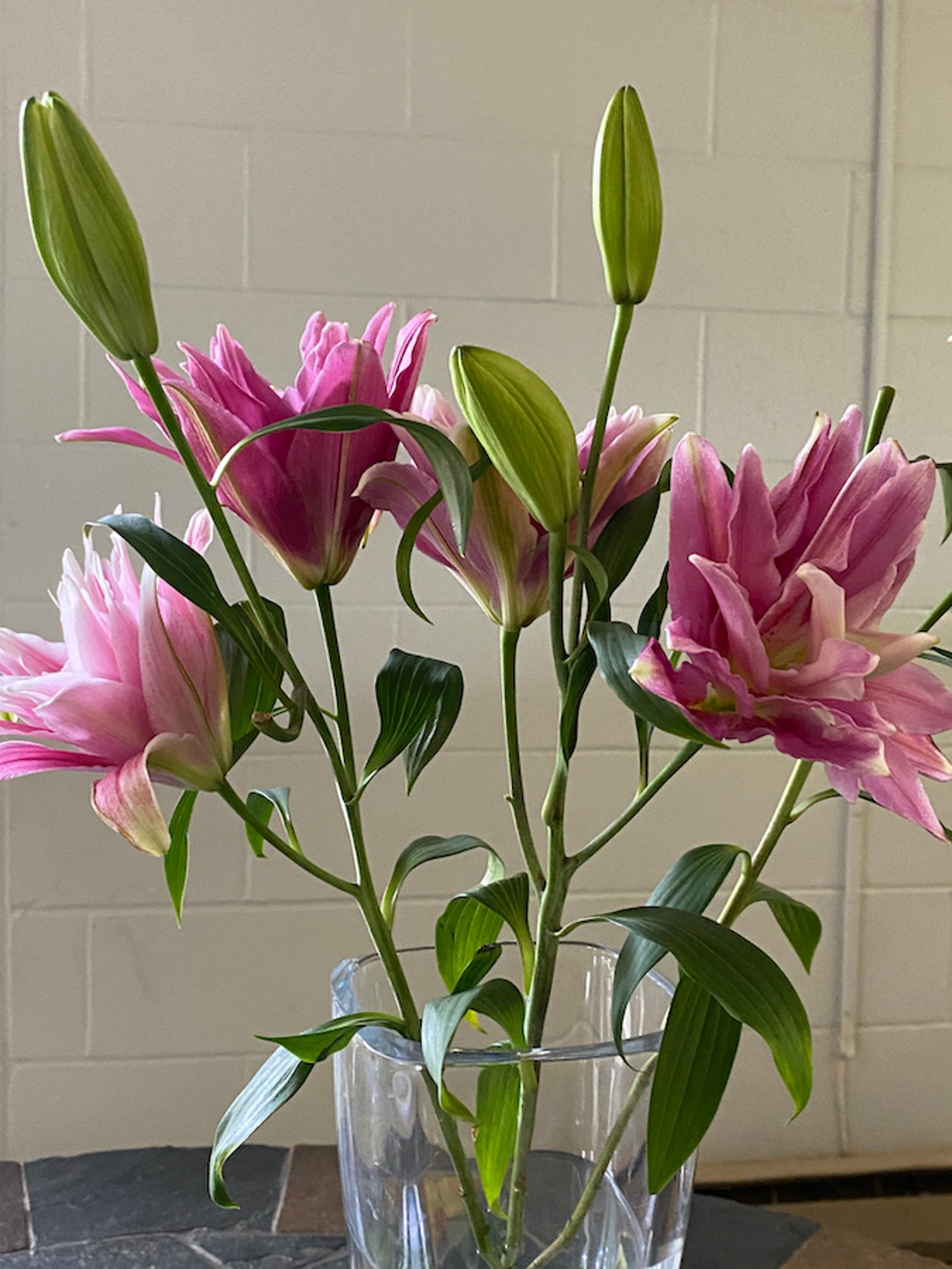 Lirios rosas (<i >Lilium</i> spp)