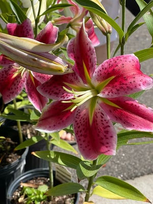 Rubrum lily (Lilium spp)