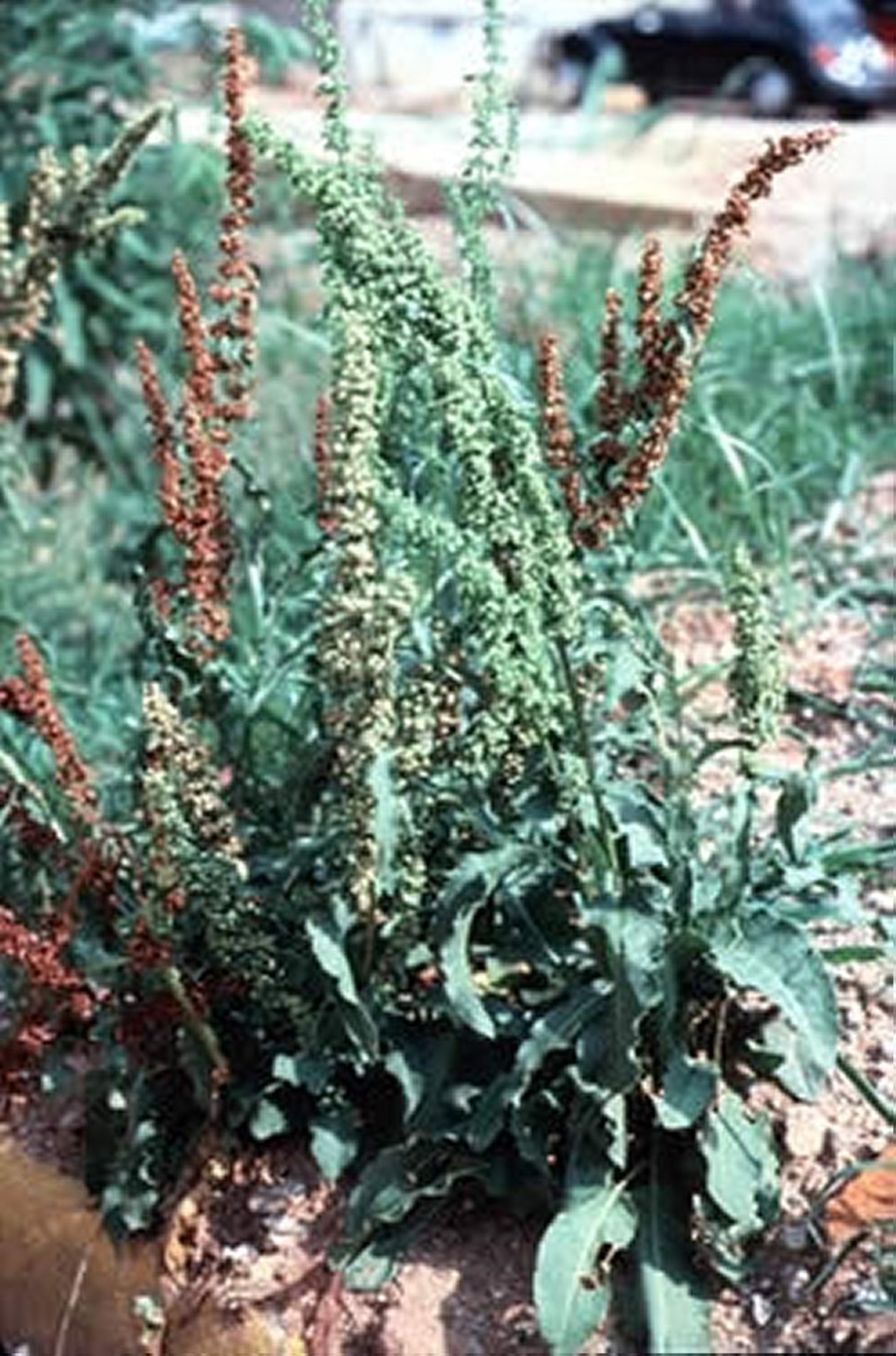 <i >Rumex crispus</i> (espinaca bravía, acedera)