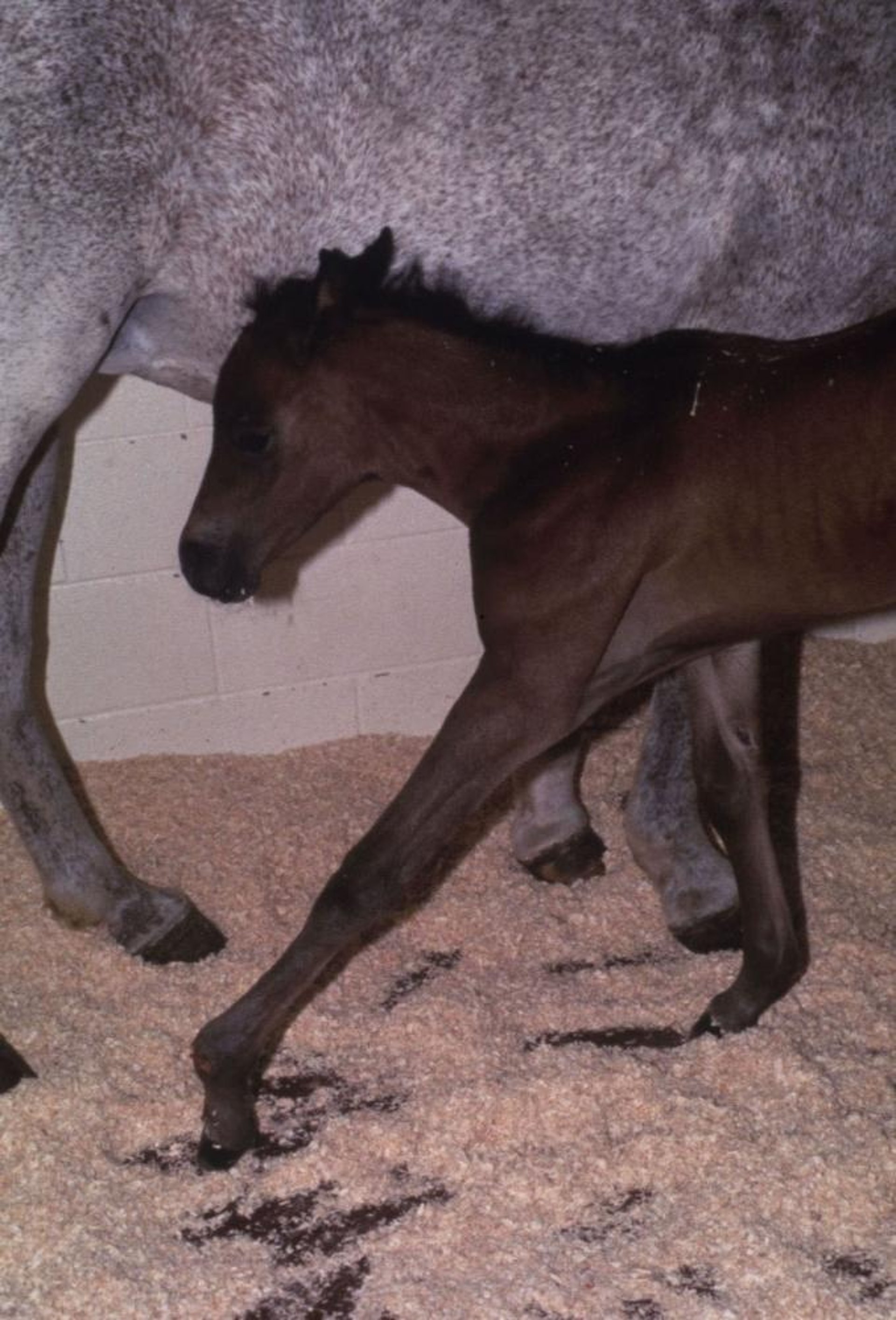 Ruptured common digital extensor tendon, foal