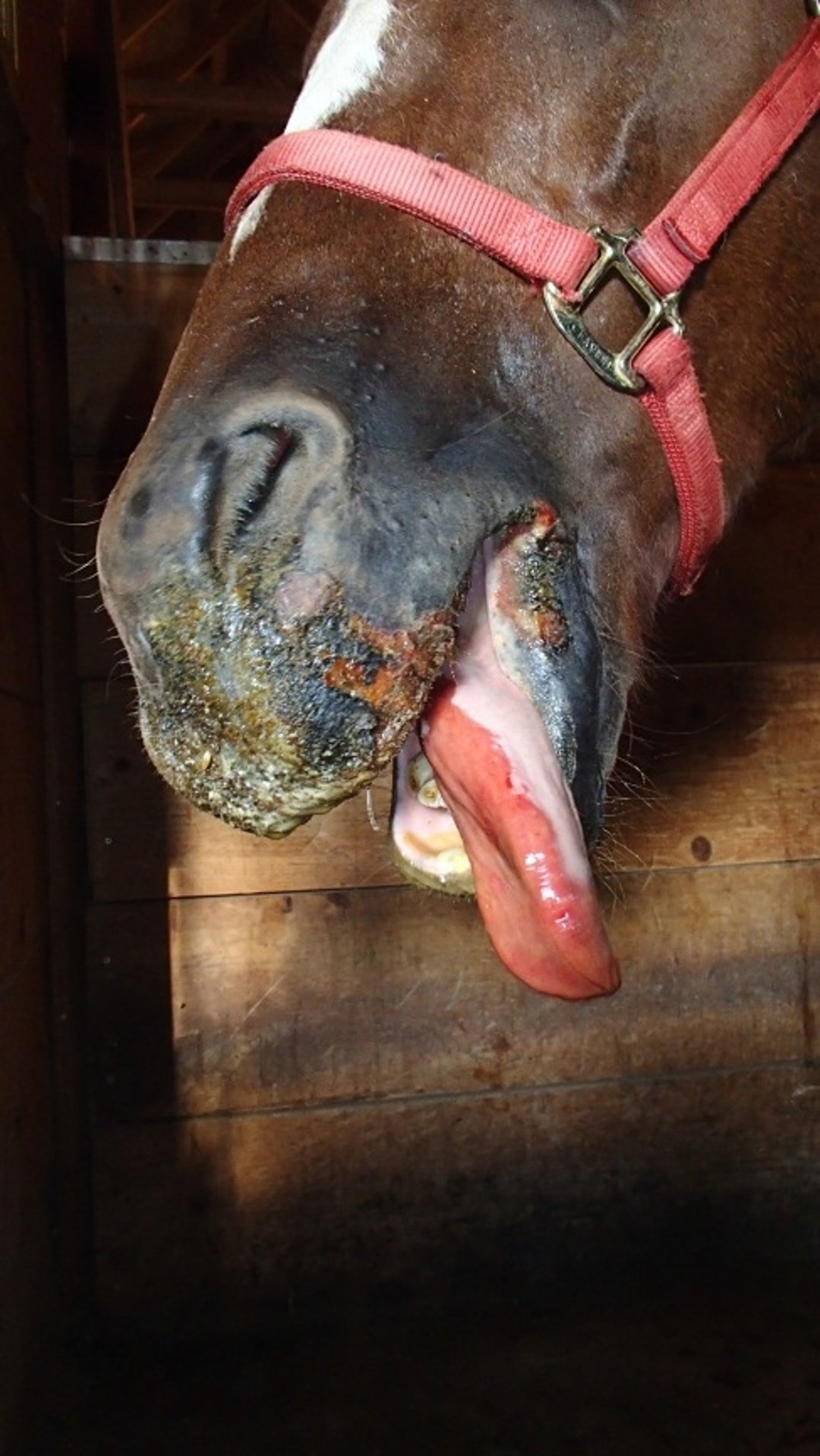 Ruptured vesicular lesions, horse