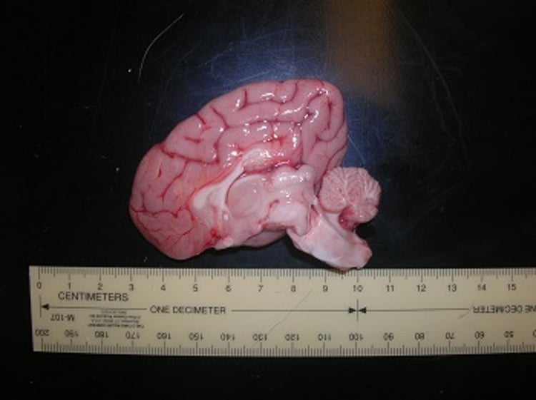 Cerebellar abiotrophy, dog