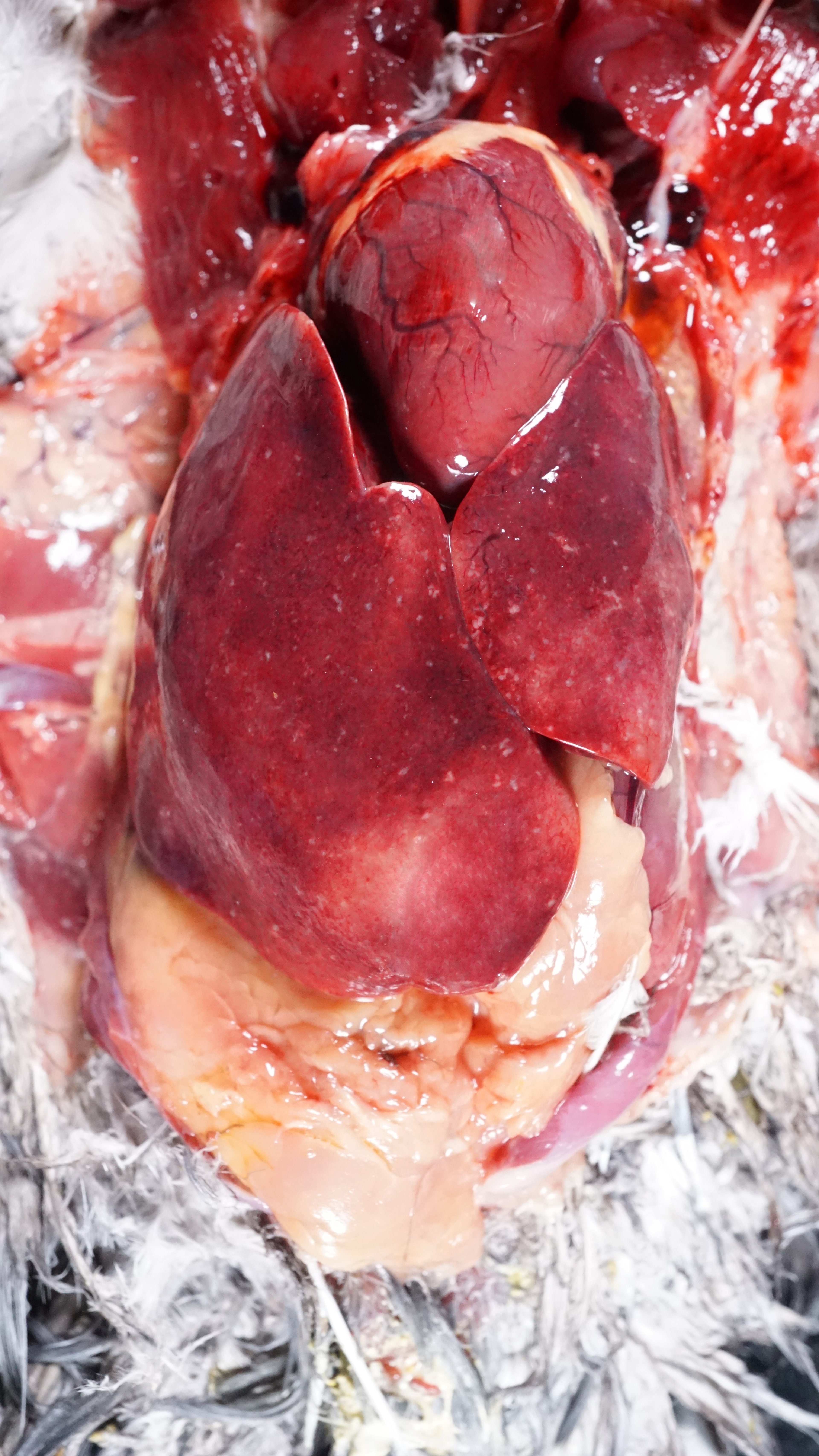Paratyphoid infection, heart/liver, pigeon