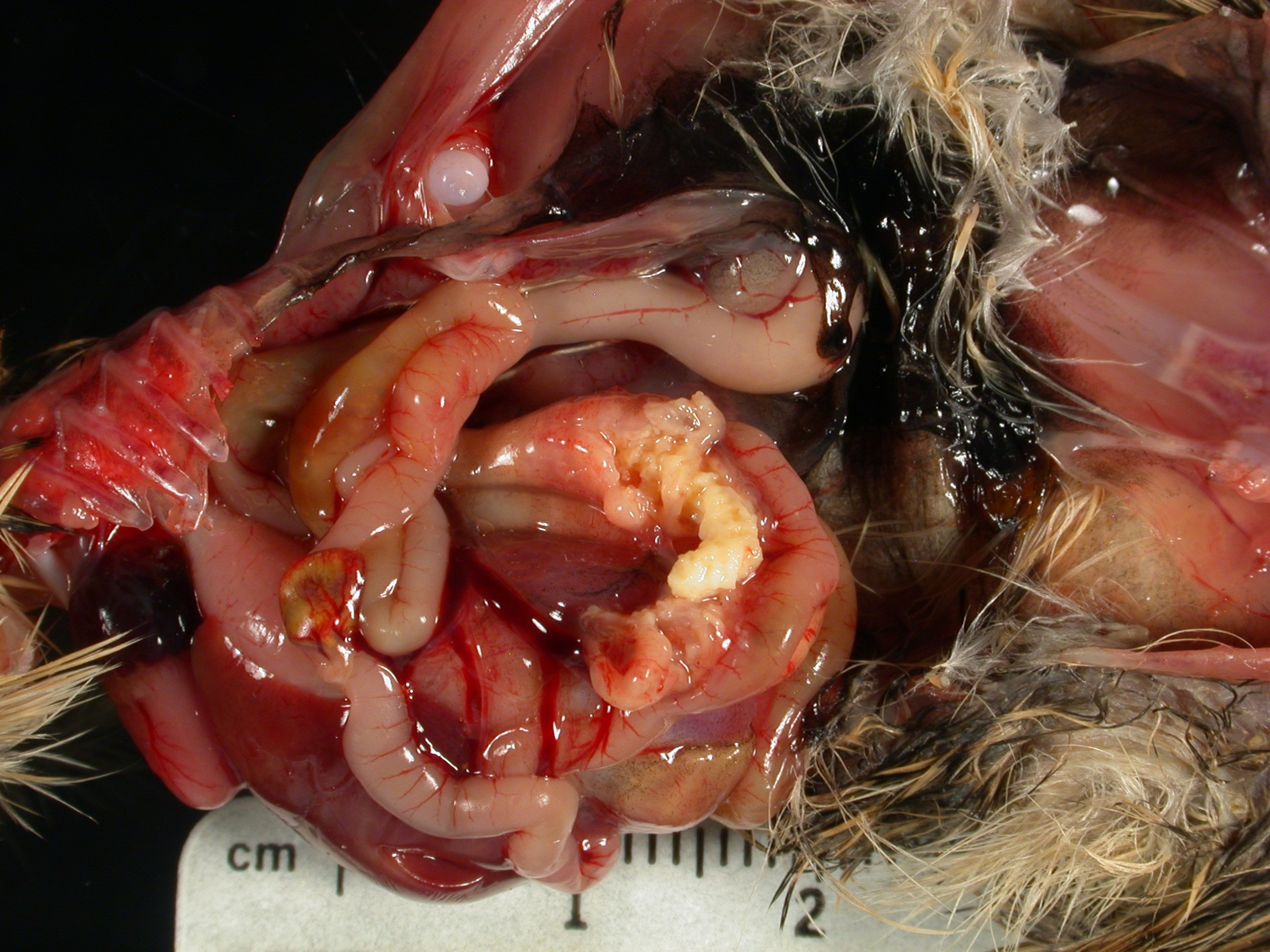 Paratyphoid infection, cecal core, partridge