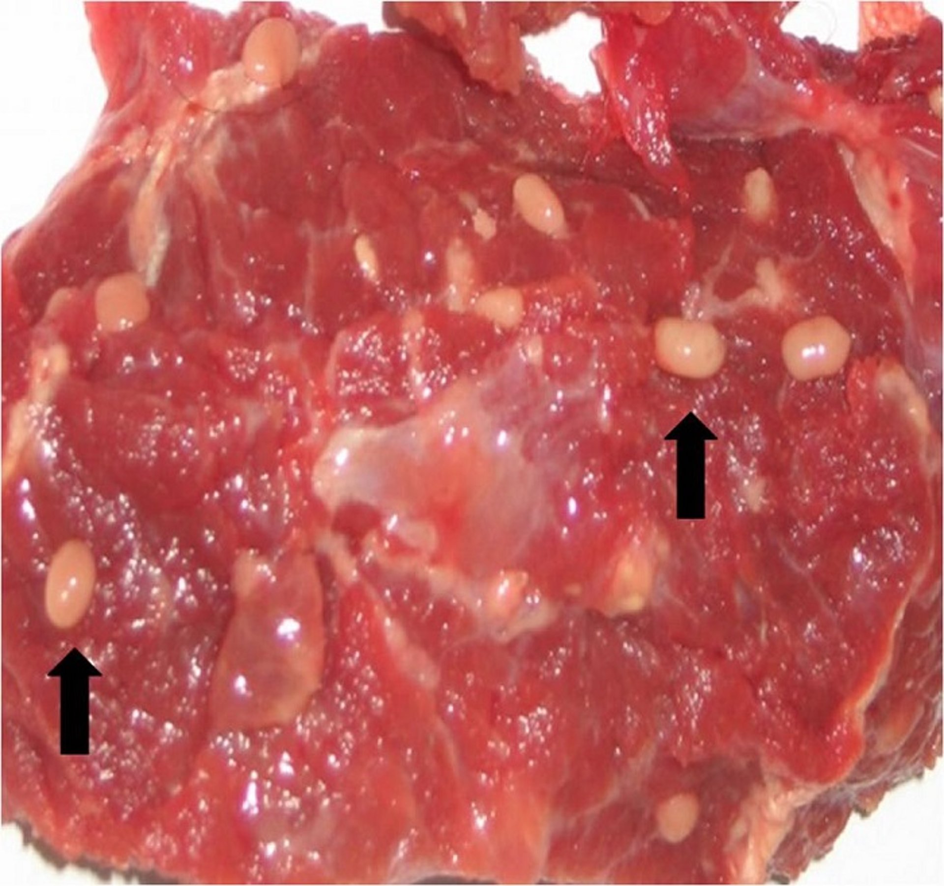 <i >Sarcocystis aucheniae</i> cysts in llama meat