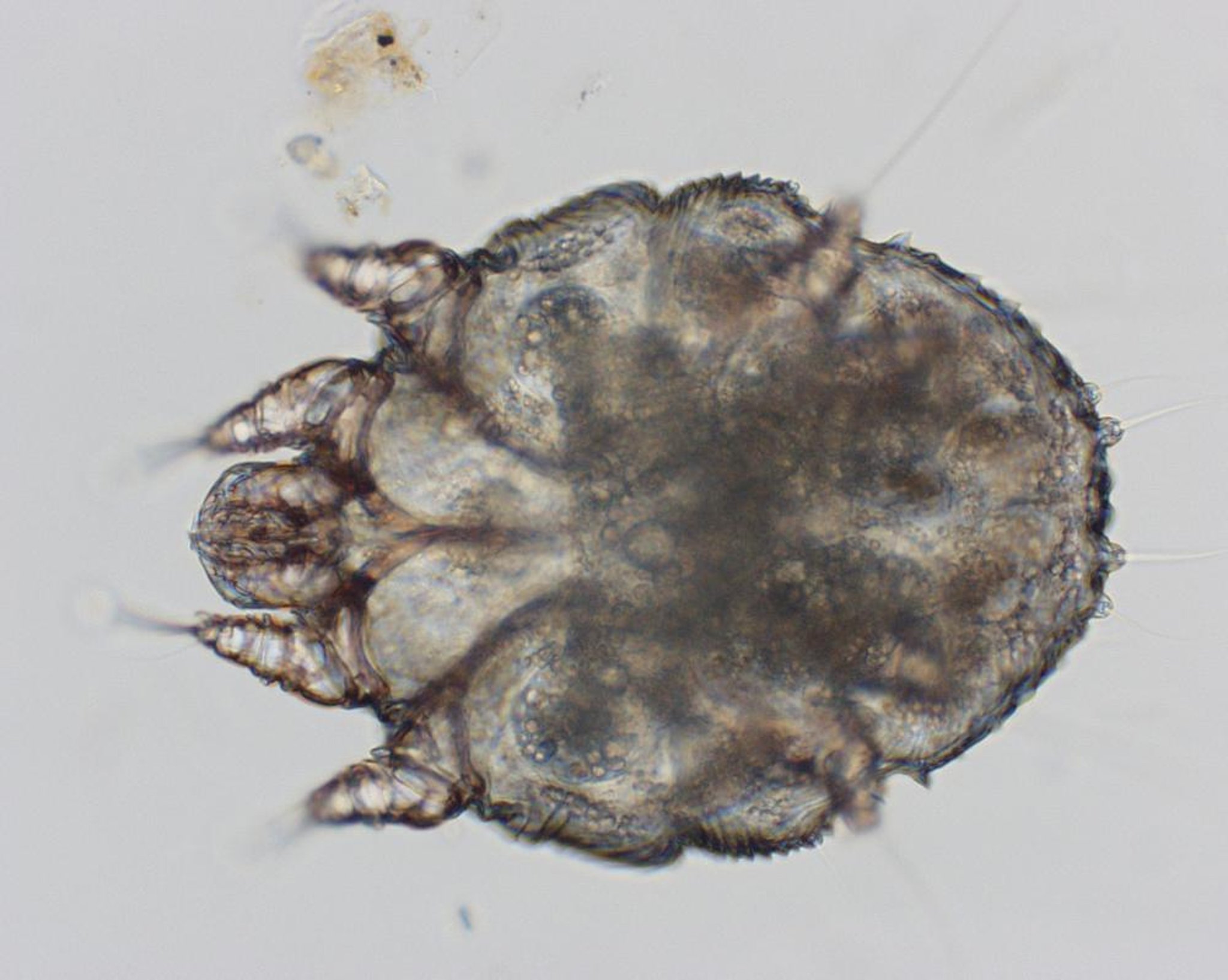 <i >Sarcoptes scabiei</i>
