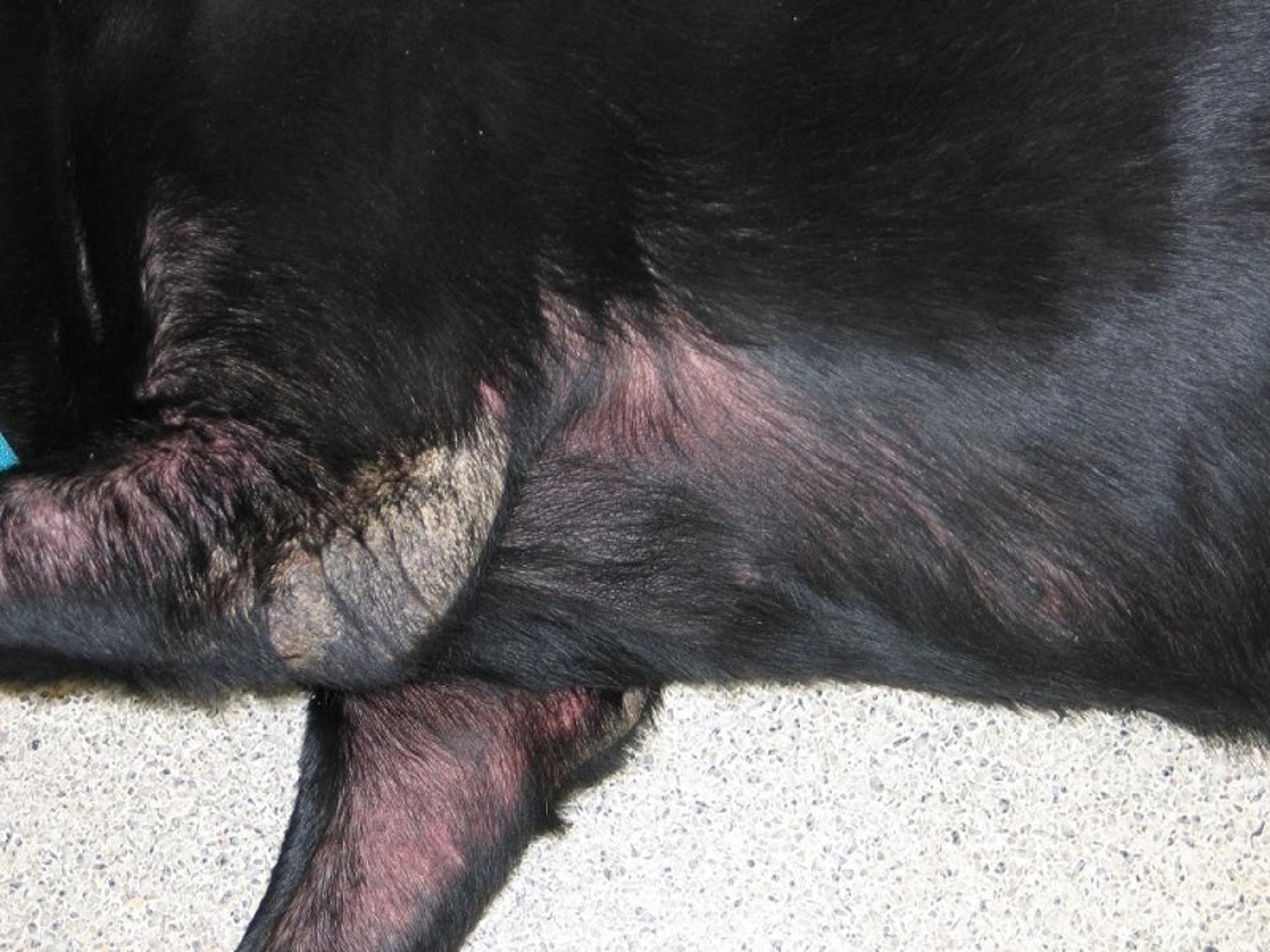Sarcoptic mange, dog