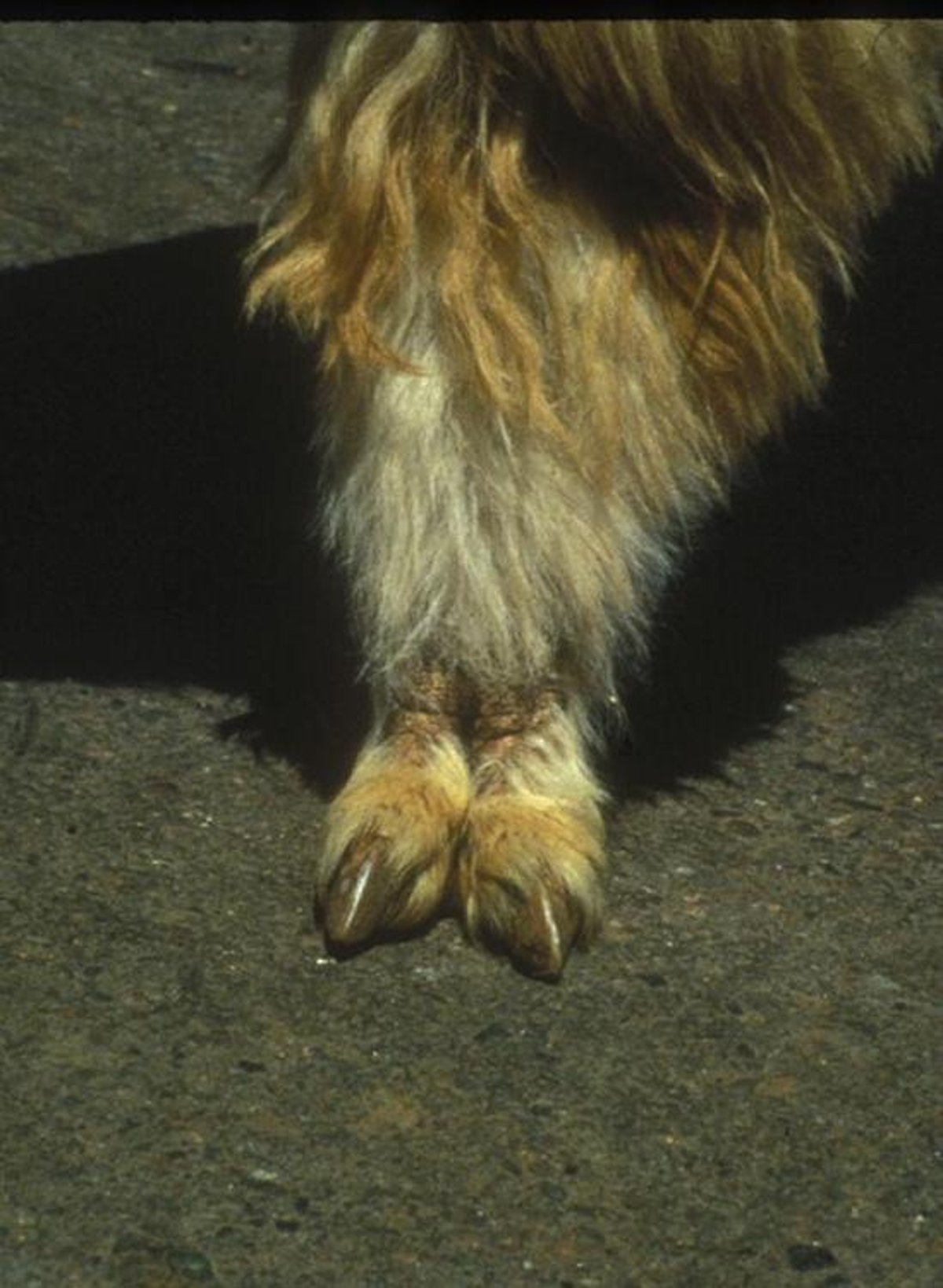 Sarcoptic mange, llama