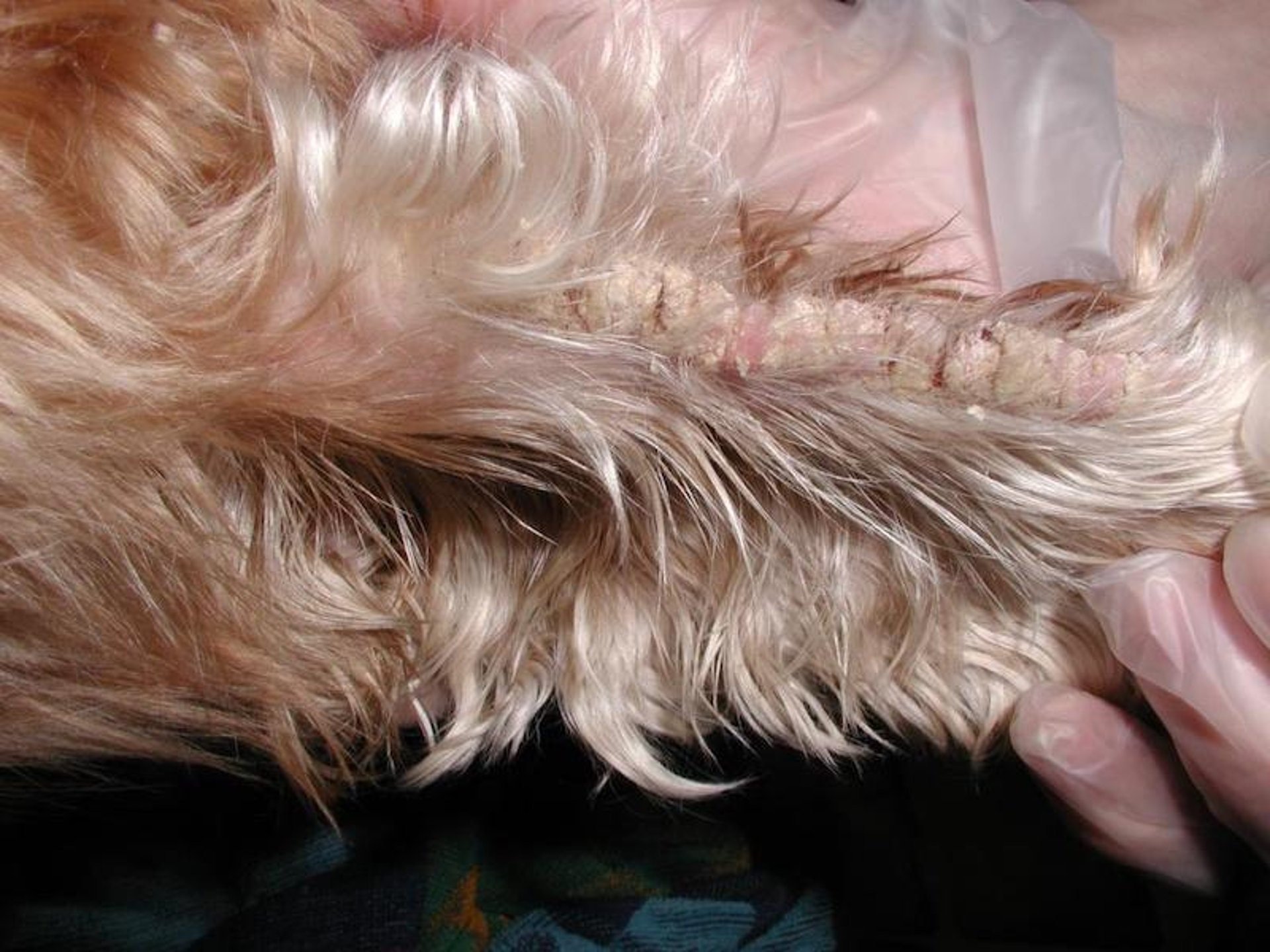 Sarcoptic mange