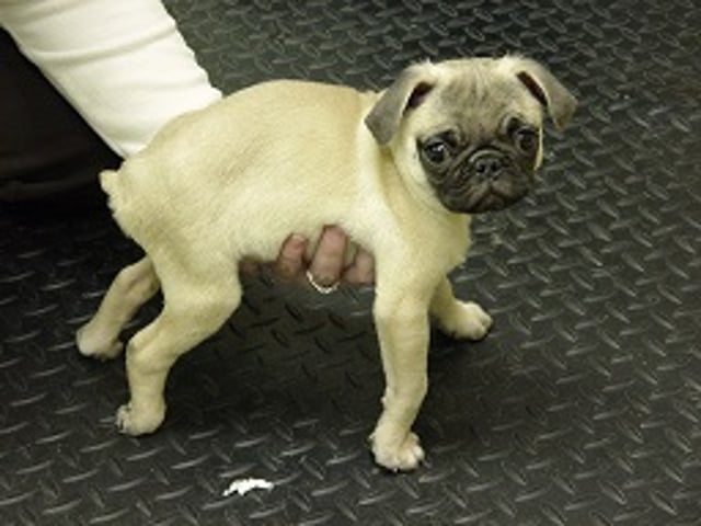 Sacrocaudal dysgenesis, dog