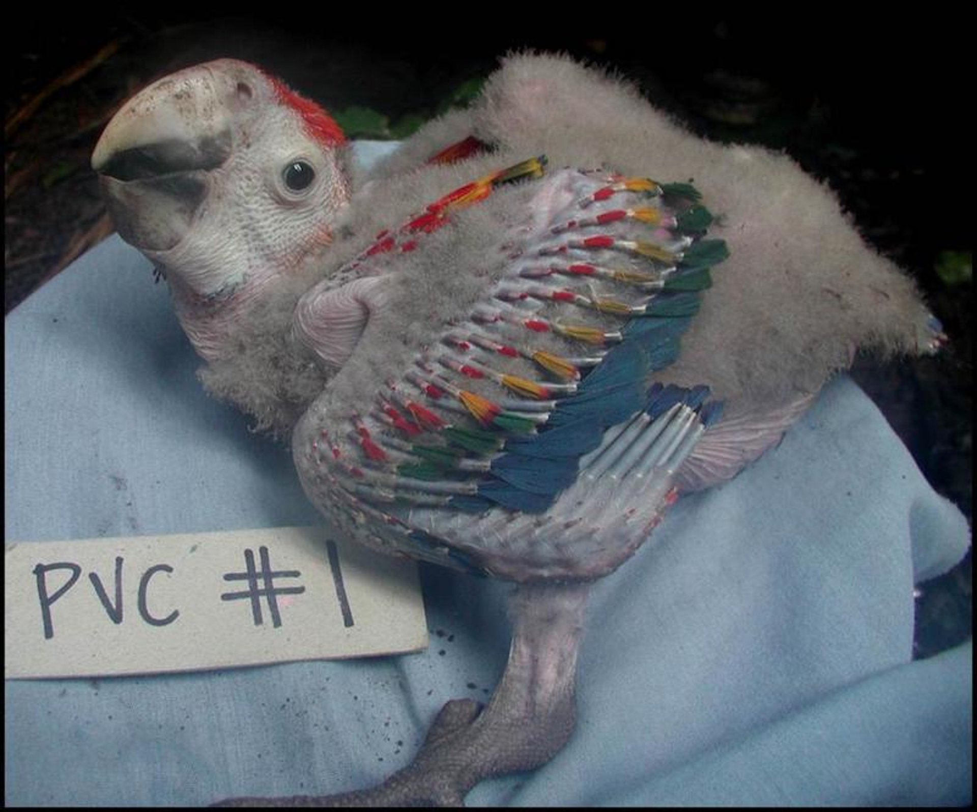 Chick, scarlet macaw