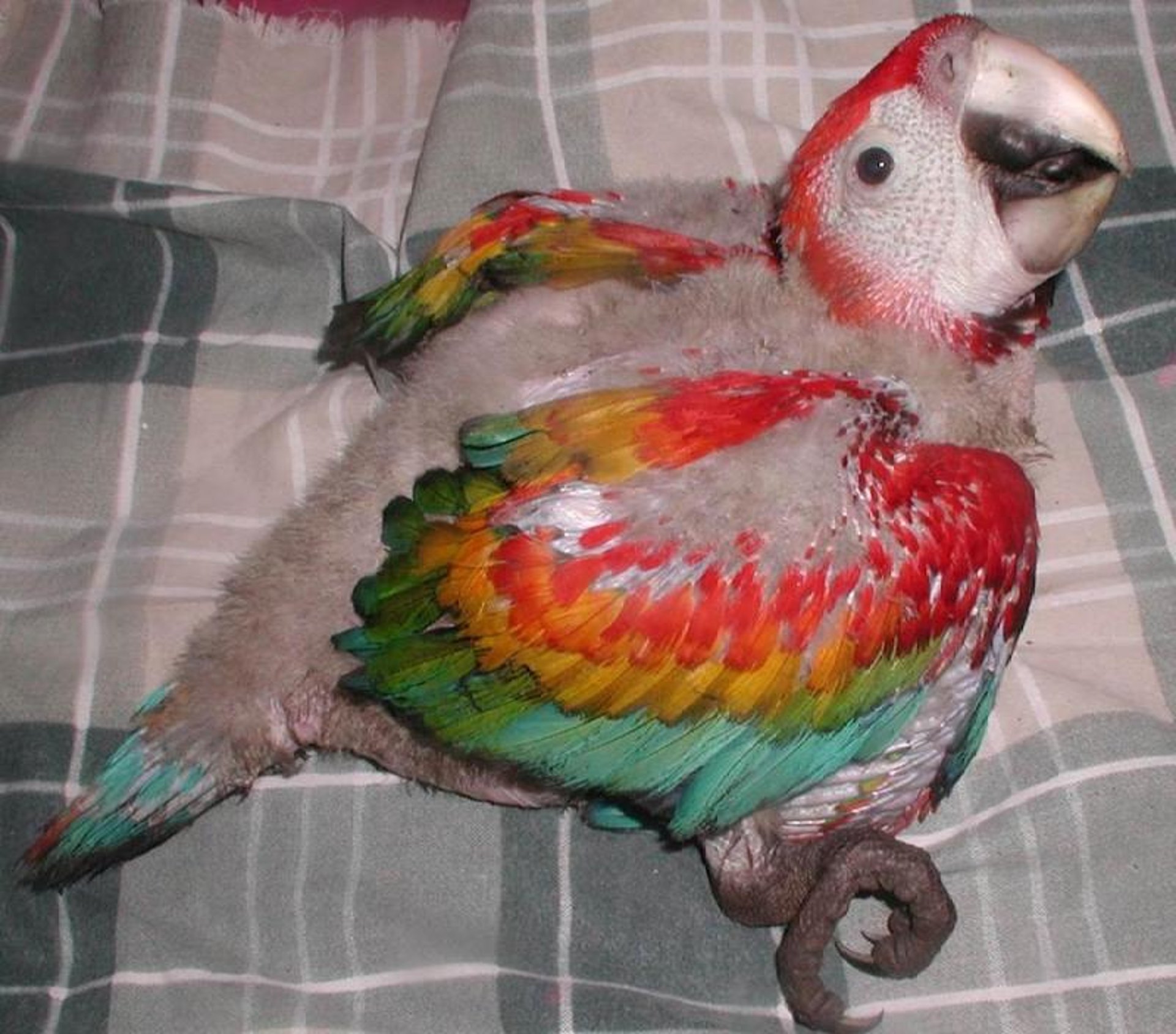 Scarlet macaw chick
