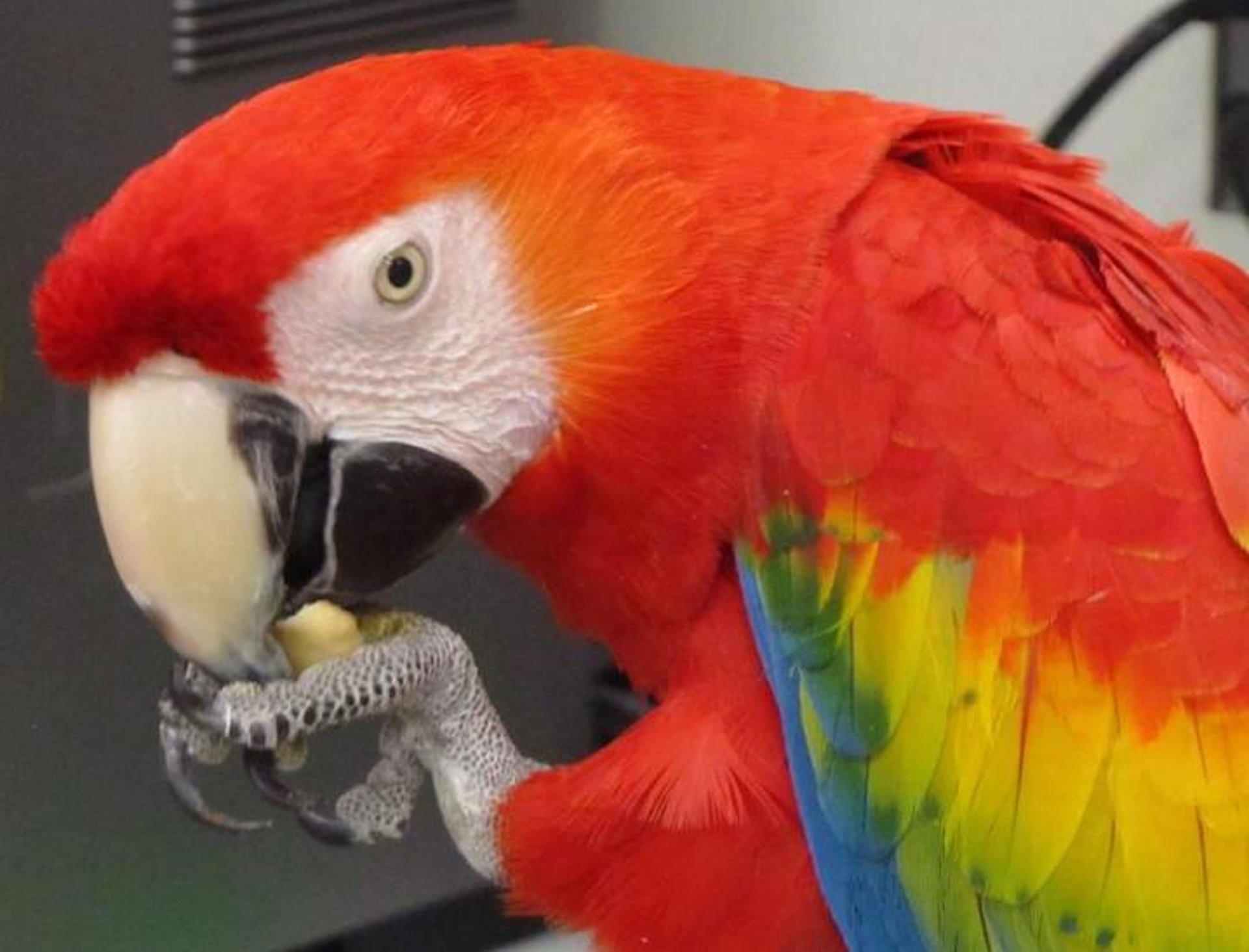 Scarlet macaw