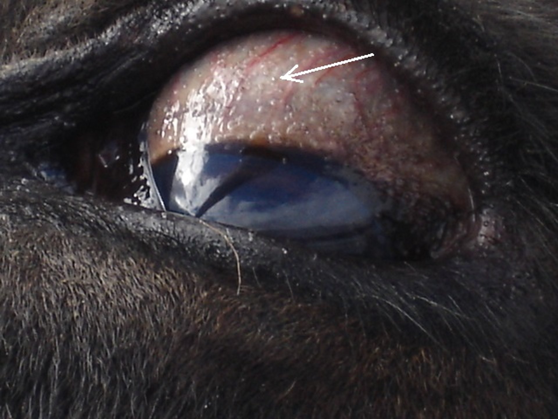 Scleral tissue cysts, eye, cow
