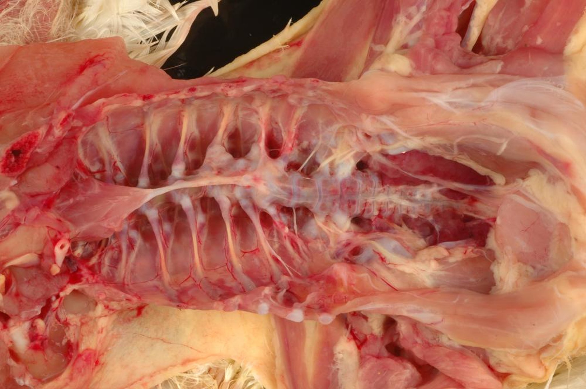 Scoliosis, 22-day-old broiler