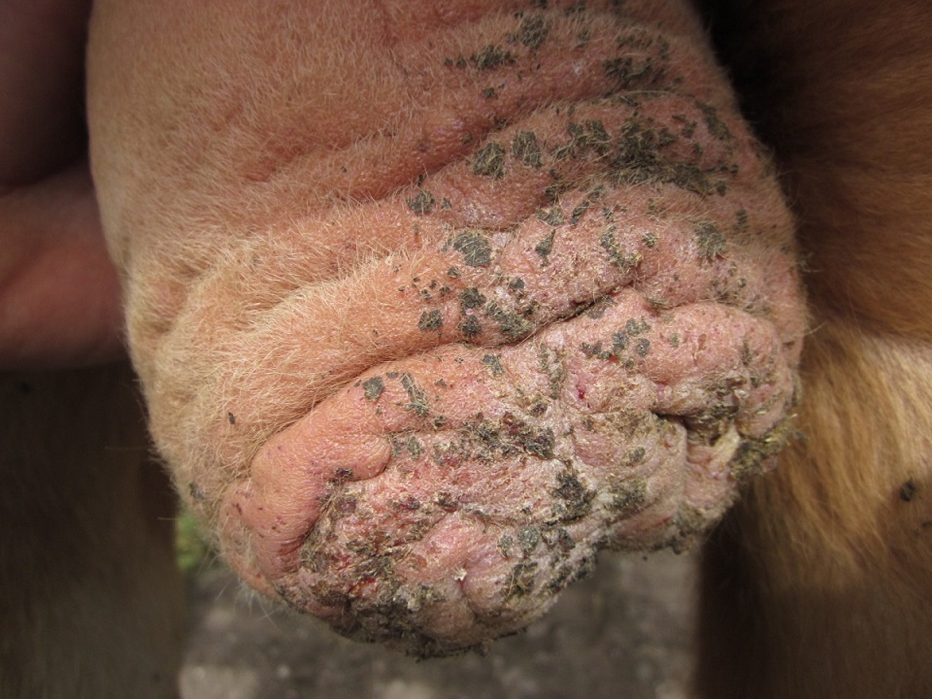Scrotal skin folding, bull