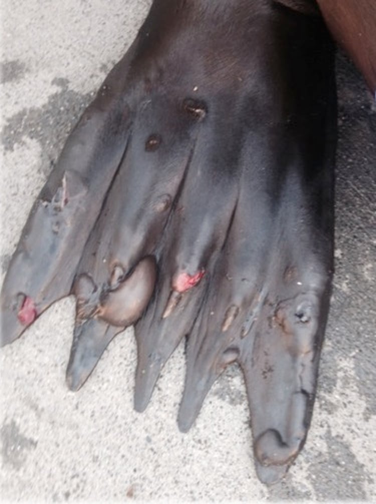 Calicivirus, sea lion