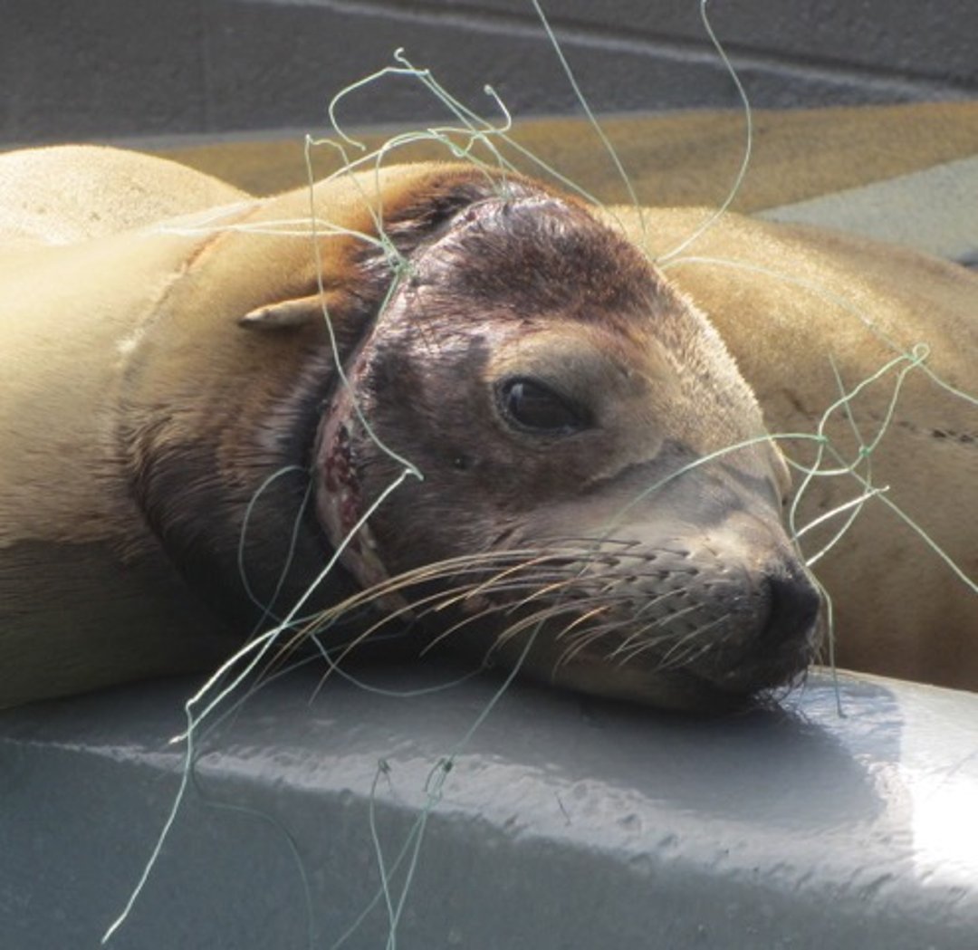 Trauma, sea lion