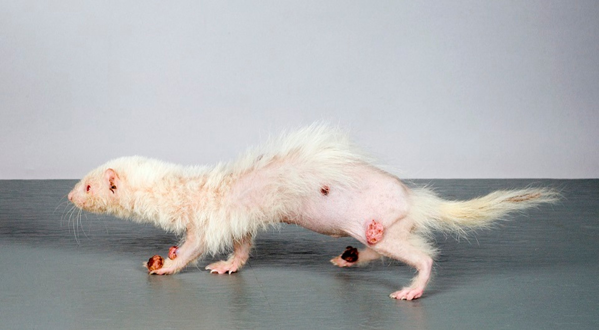 Sebaceous epitheliomas, ferret