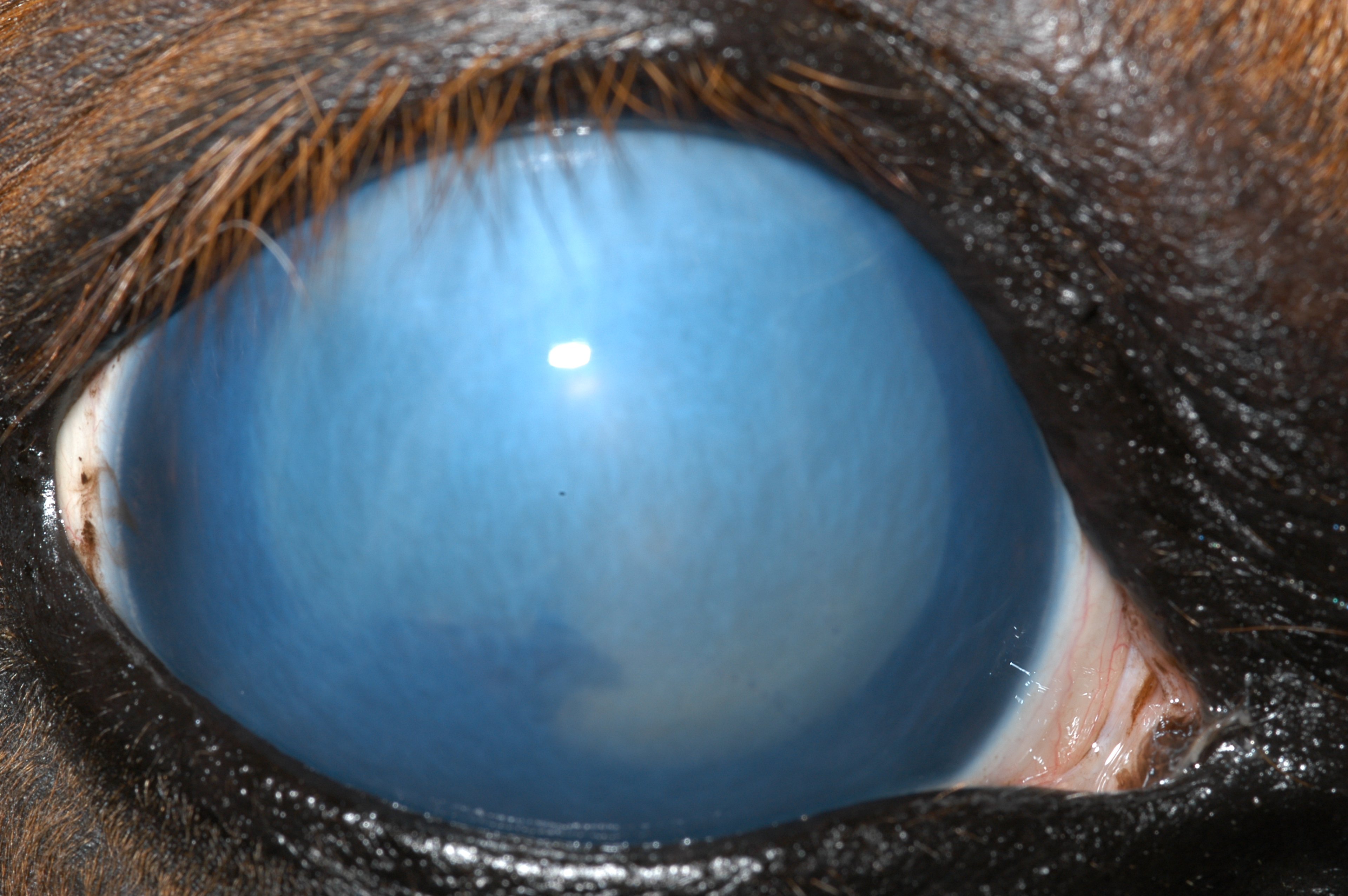 Secondary glaucoma due to chronic anterior uveitis, horse