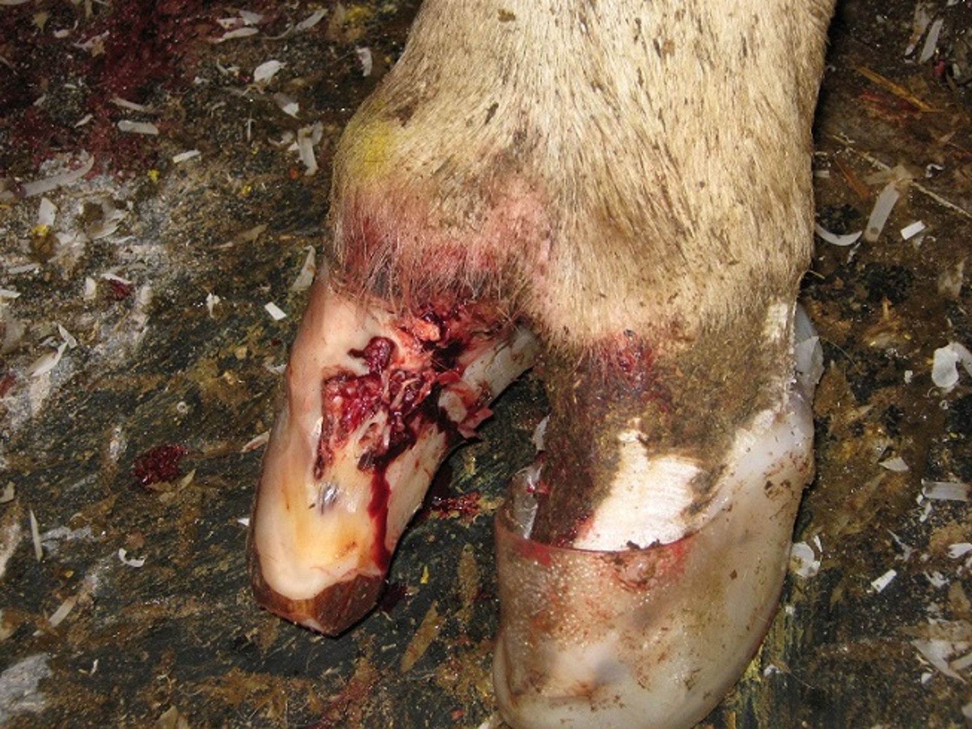 Severe axial fissure, cow