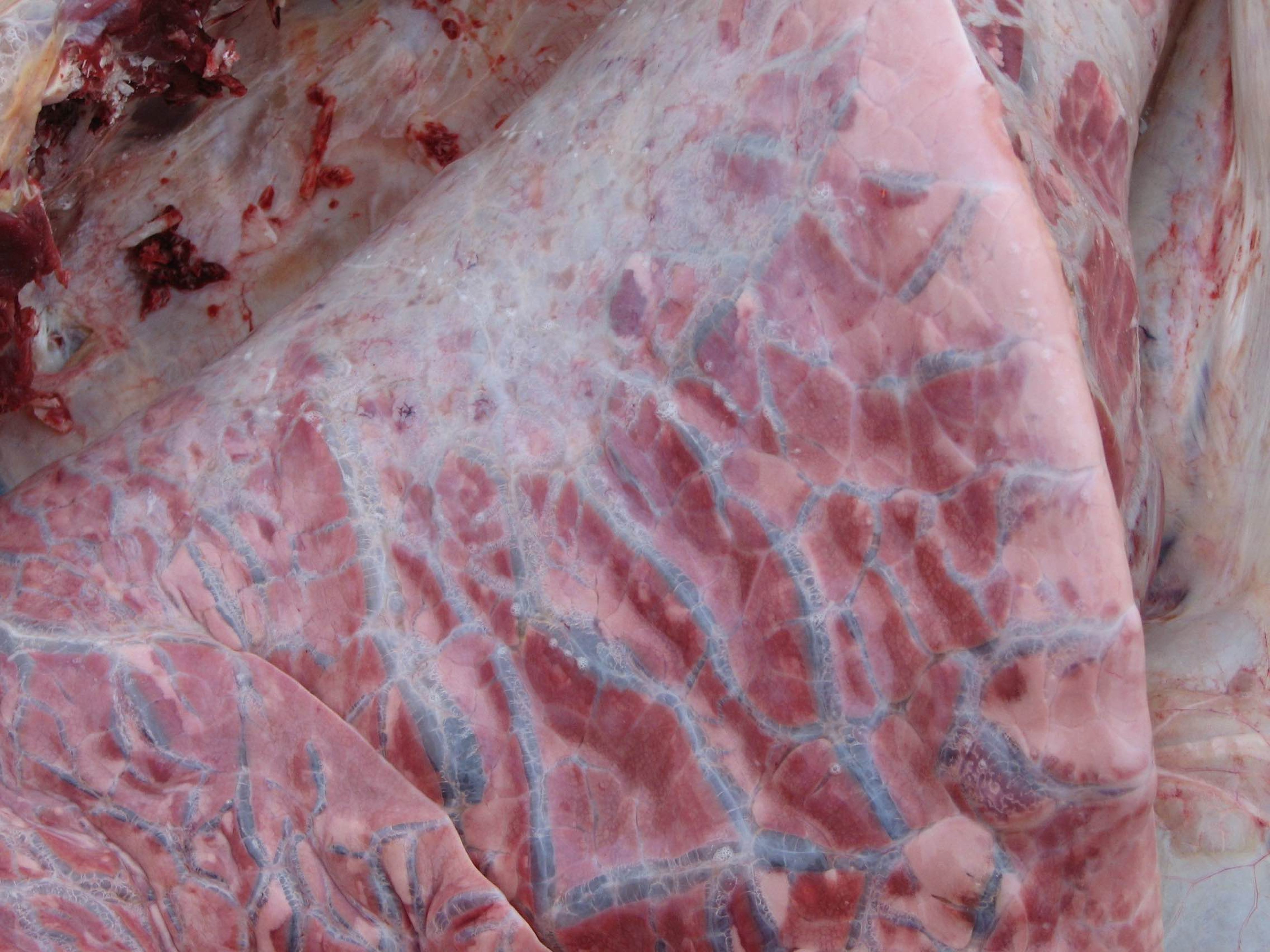 Severe interstitial pneumonia, cow
