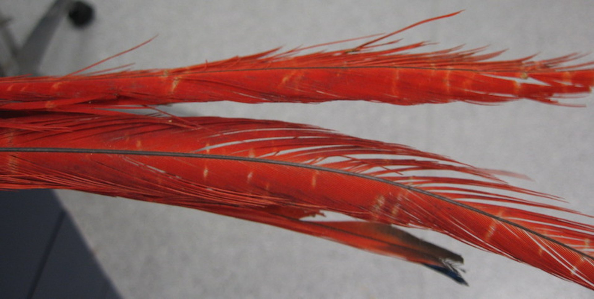 Stress bars, scarlet macaw