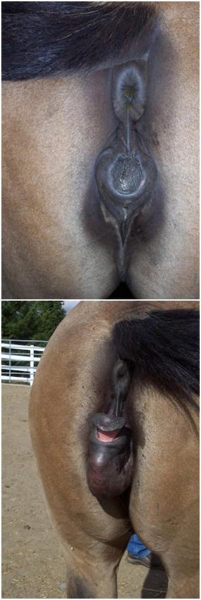 Sex reversal, horse