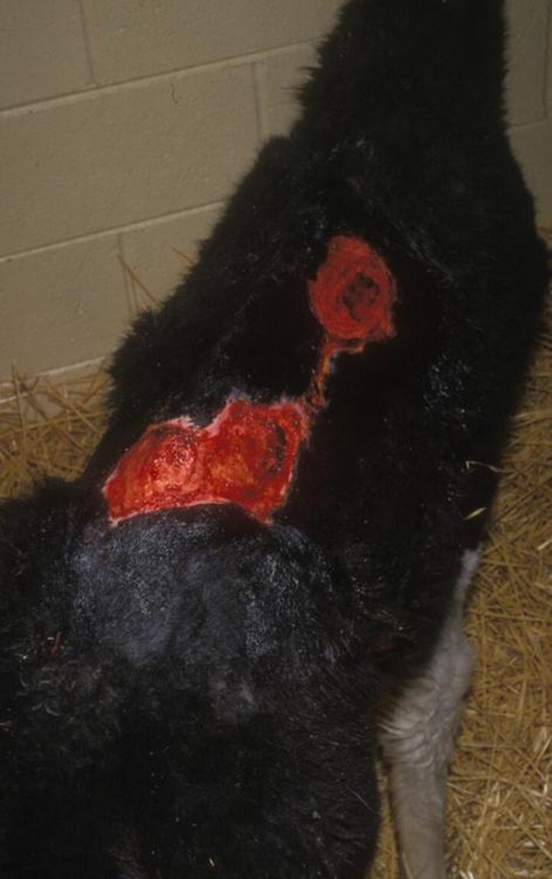 Shearing thermal burn, llama