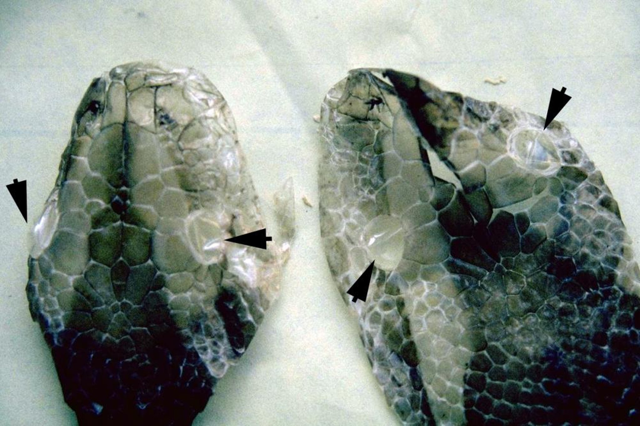 Two shed skins, pythons