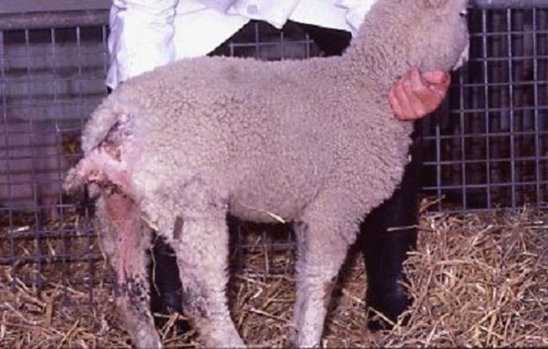 Chronic coccidiosis, sheep