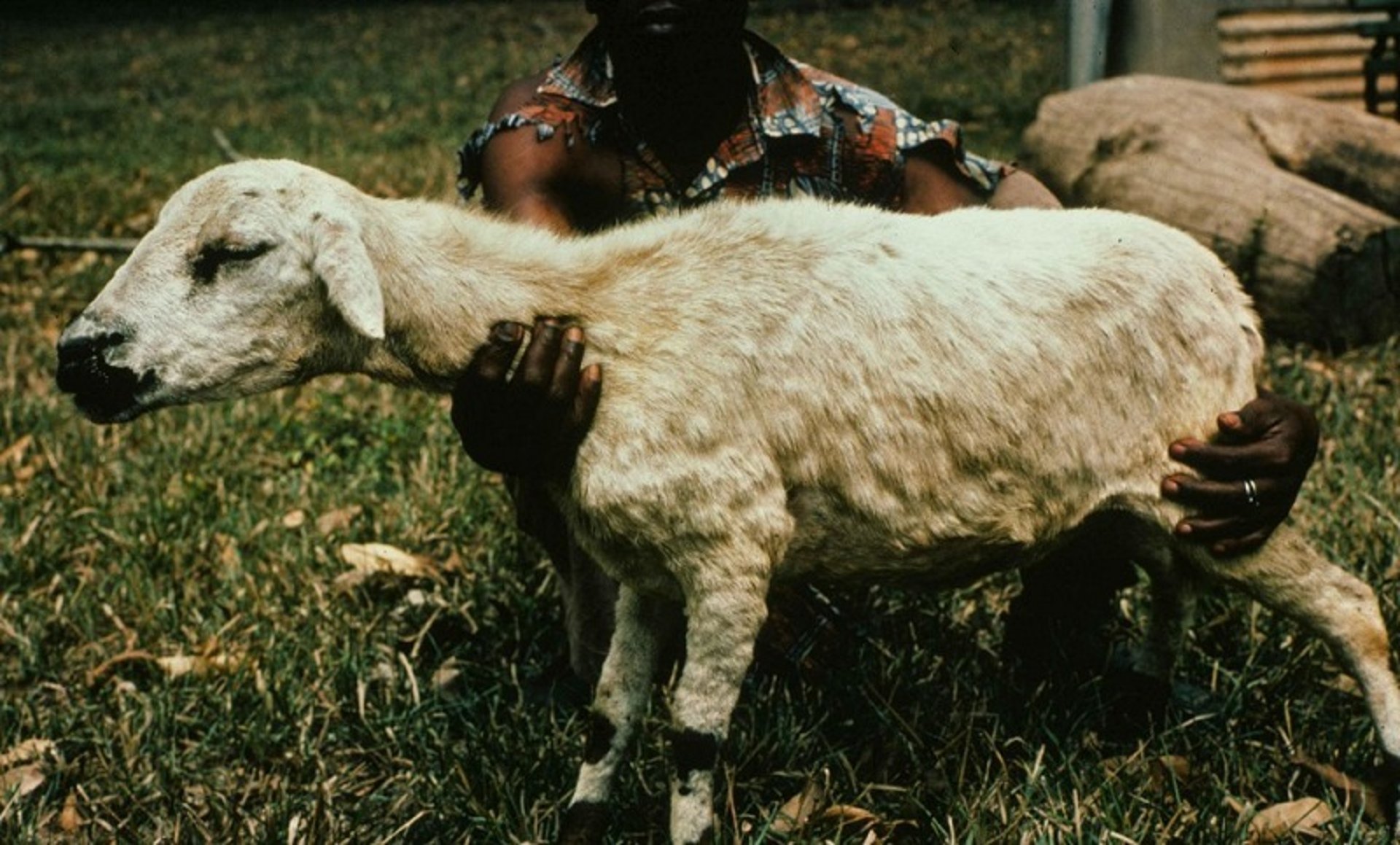 Sheeppox lesions