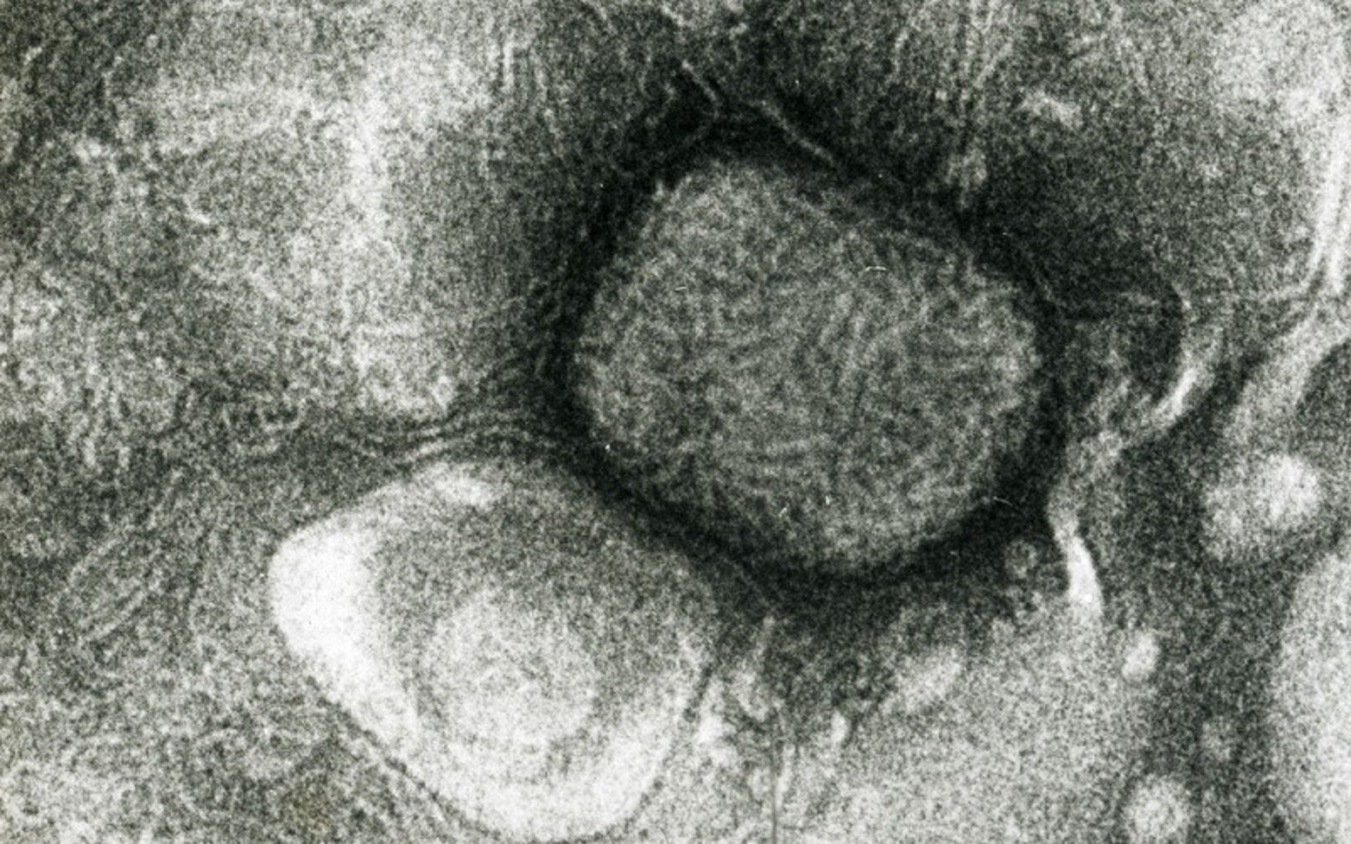 Sheeppox virus