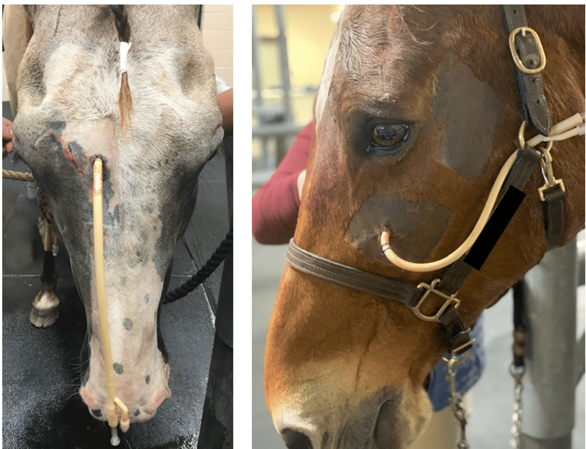 Sinusitis, Foley catheter, horse