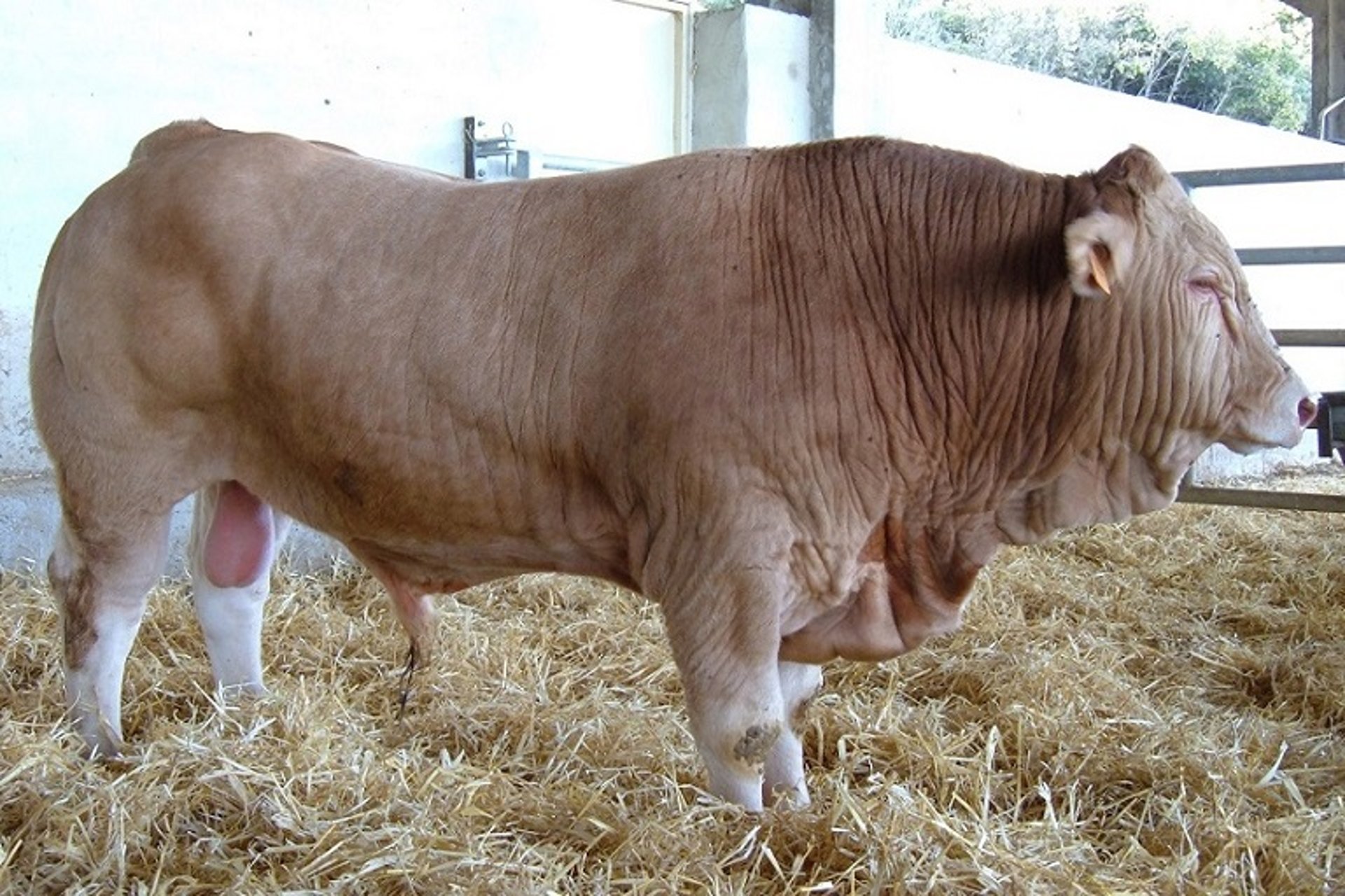 Skin folding and hyperkeratosis, bull