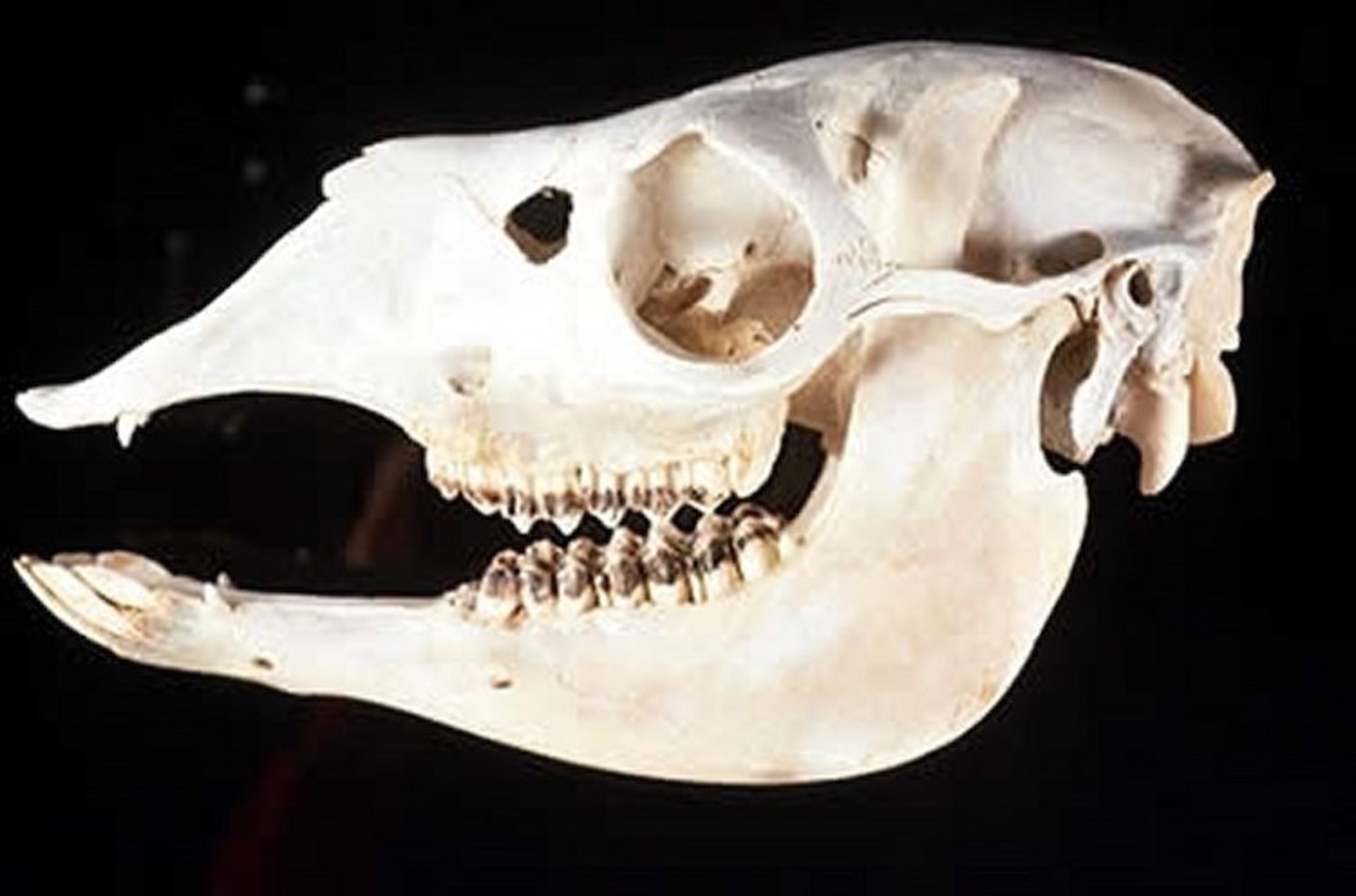 Skull and teeth, llama