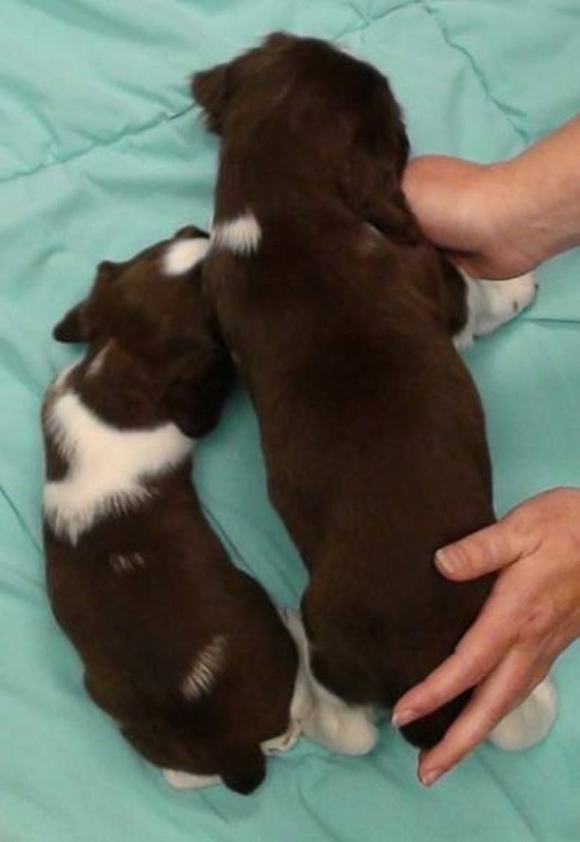 Low birth weight, dog