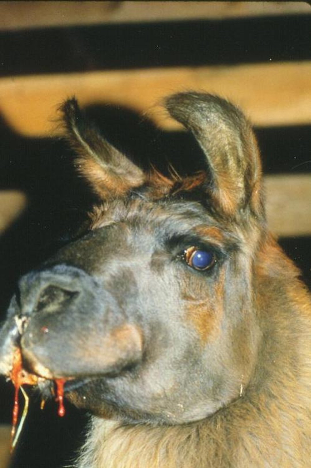 Snake envenomation, llama