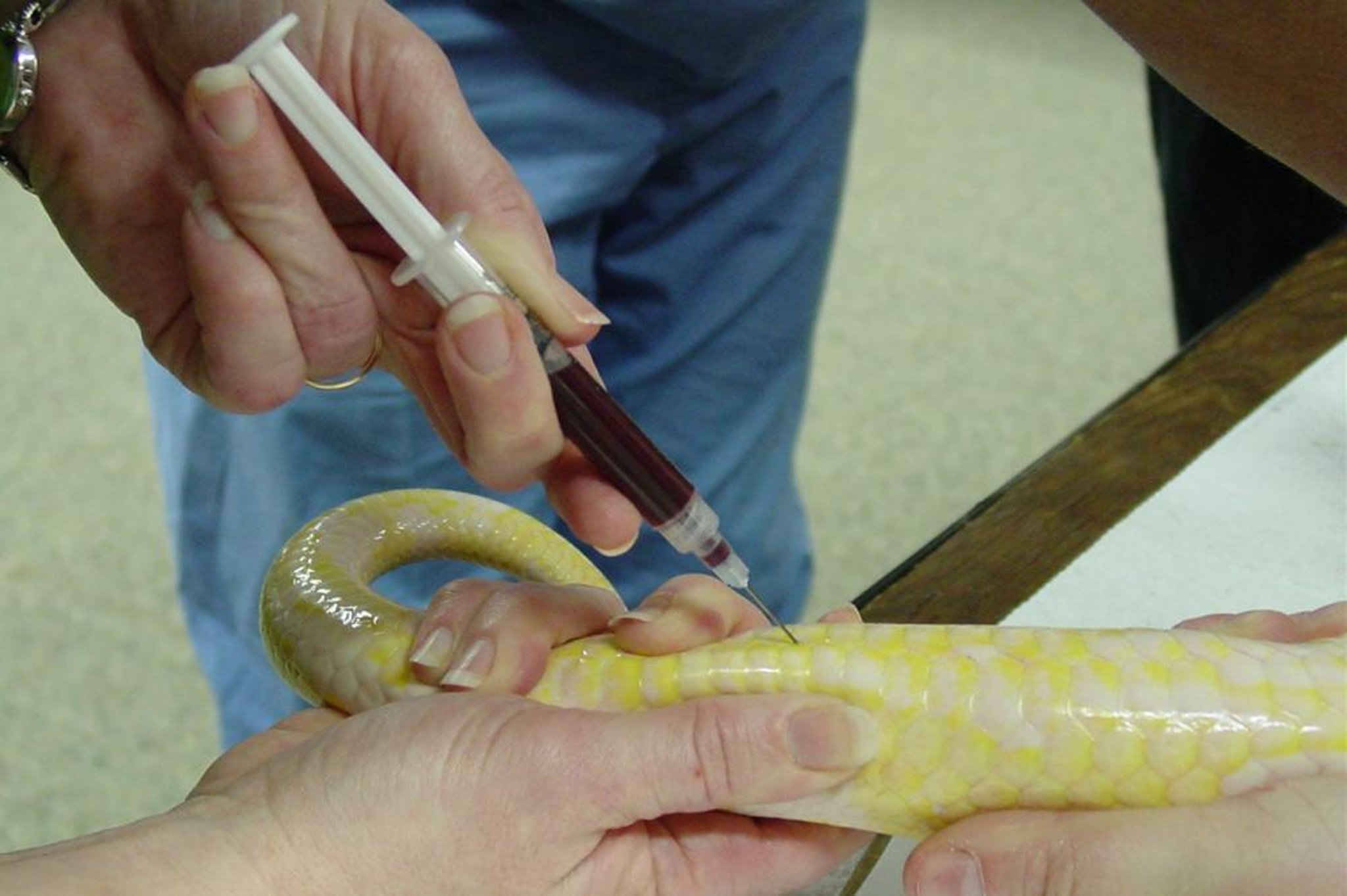 Blood collection, snake