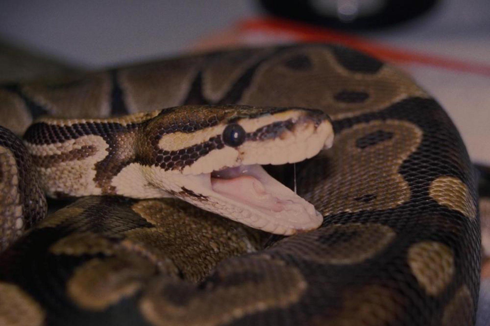 Pulmonary mycobacteriosis, snake